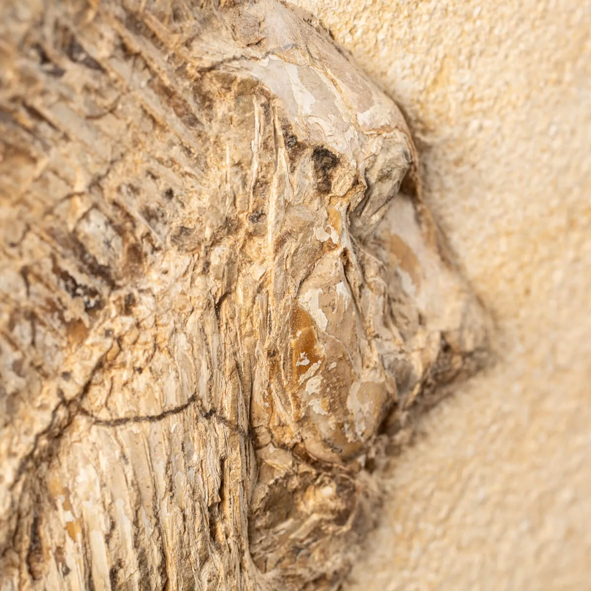 Proscinetes Fossile su base
