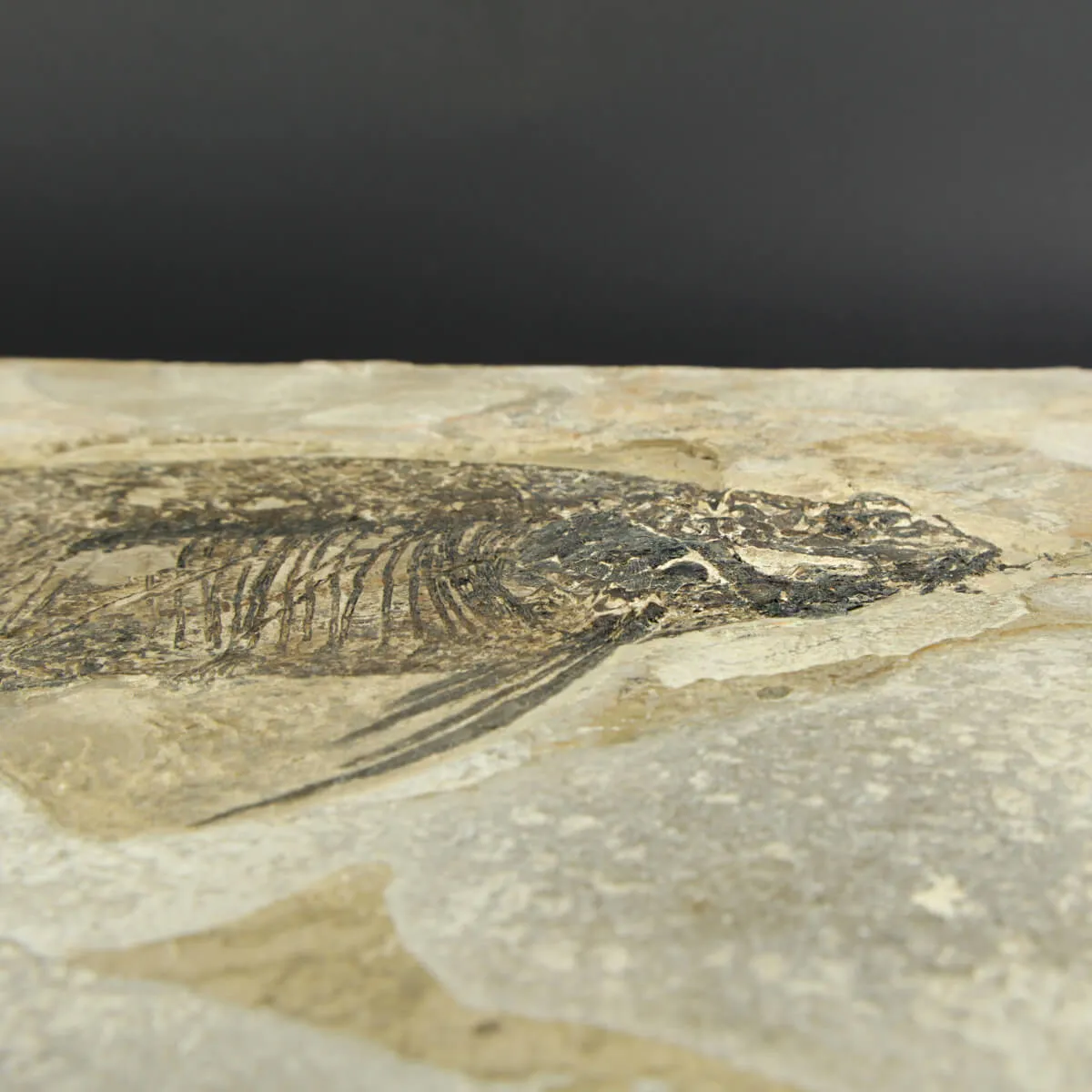 Phareodus Fossile su lastra