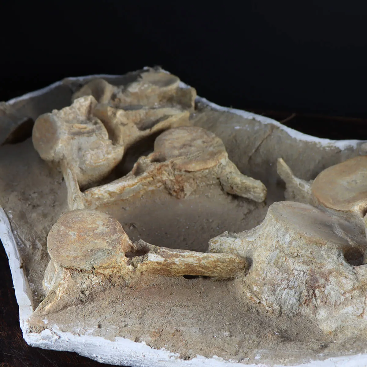 Plesiosaurus Dolichodeirus