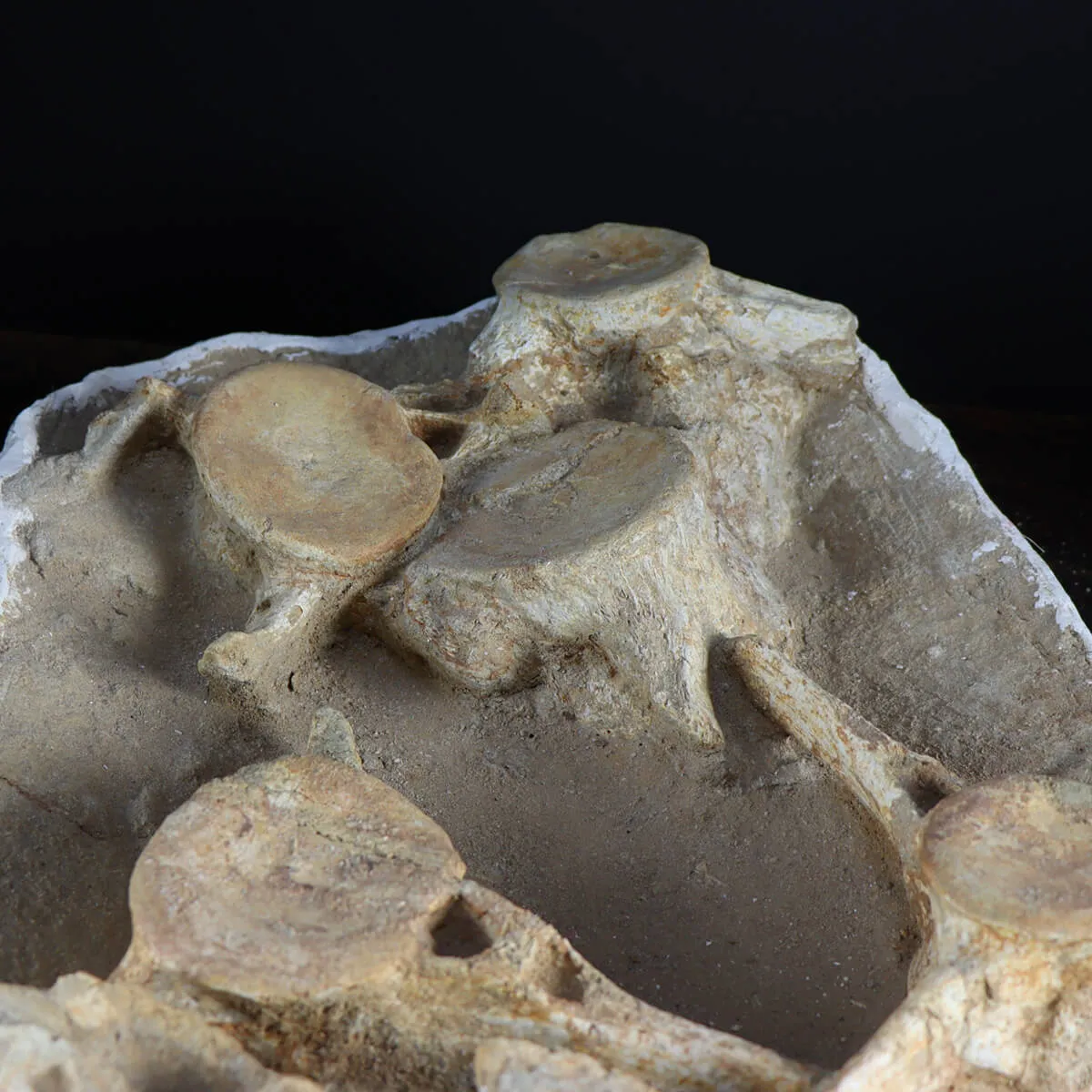 Plesiosaurus Dolichodeirus