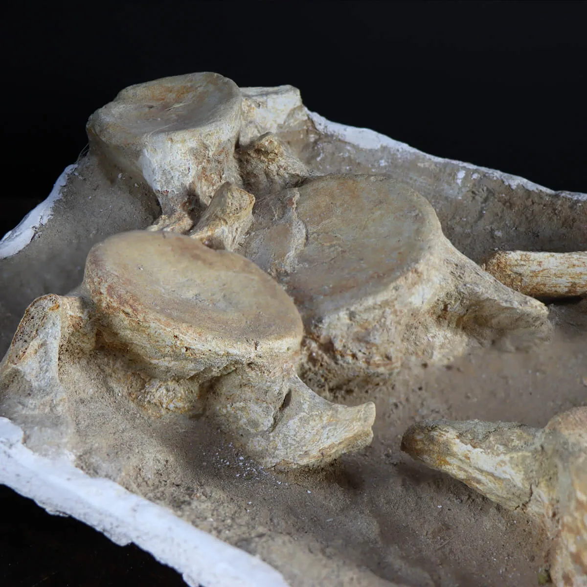Plesiosaurus Dolichodeirus