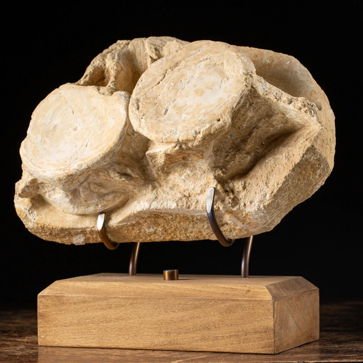 Plesiosaurus Dolichodeirus