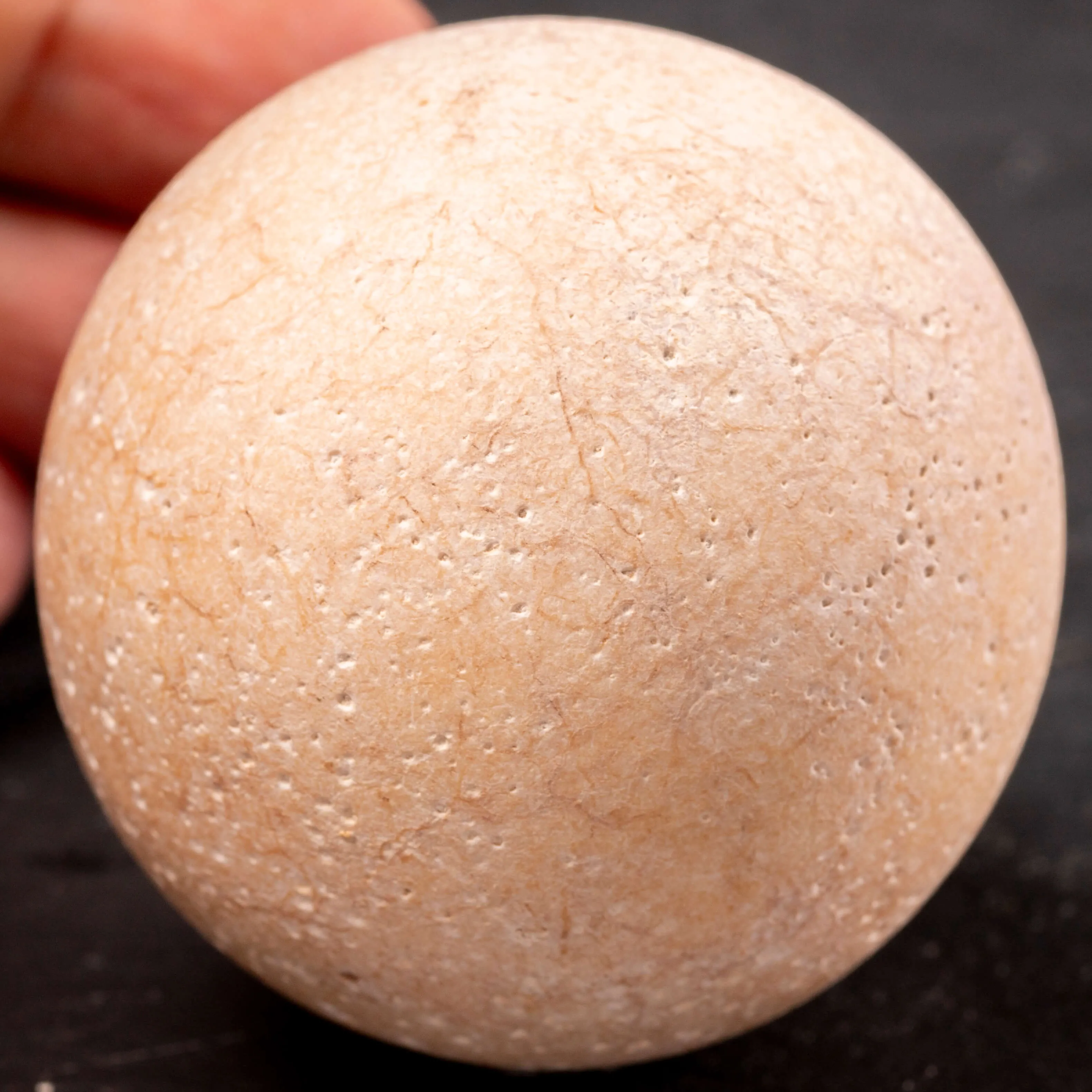 Uovo Fossile di Aldabrachelys Abrupta: Testimonianza di una Specie Perduta.
