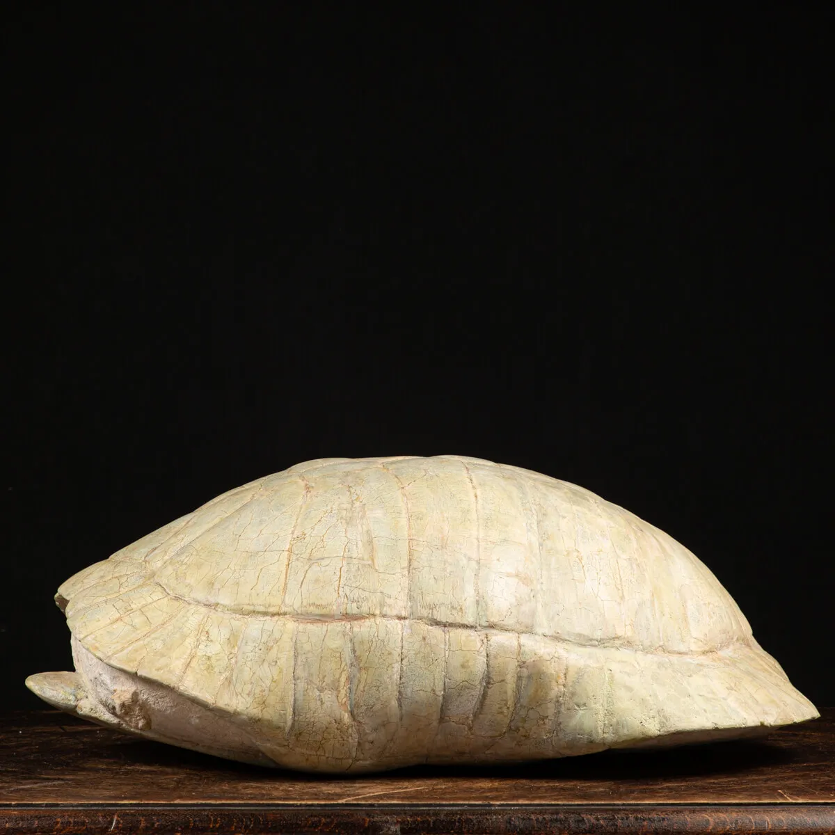 Fossile di Stylemis Nebrascensis