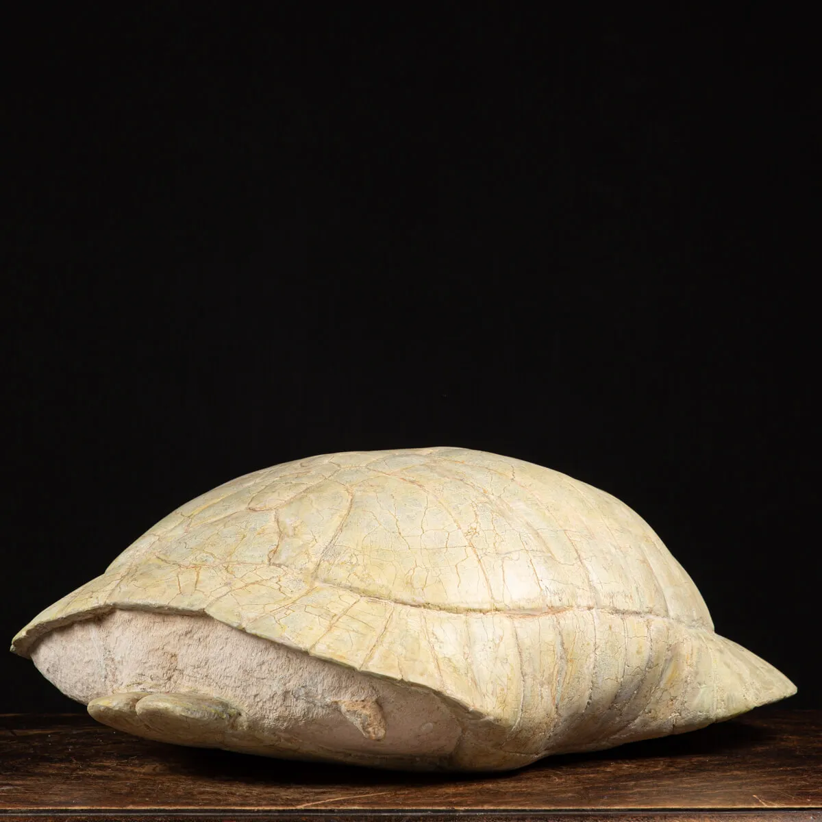 Fossile di Stylemis Nebrascensis
