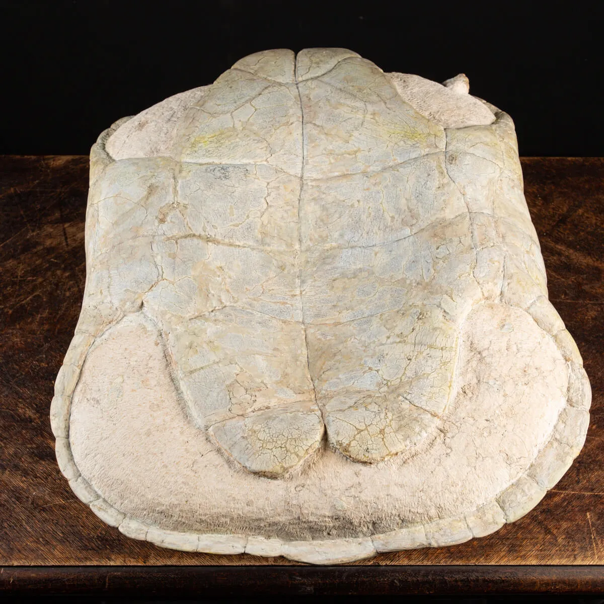 Fossile di Stylemis Nebrascensis