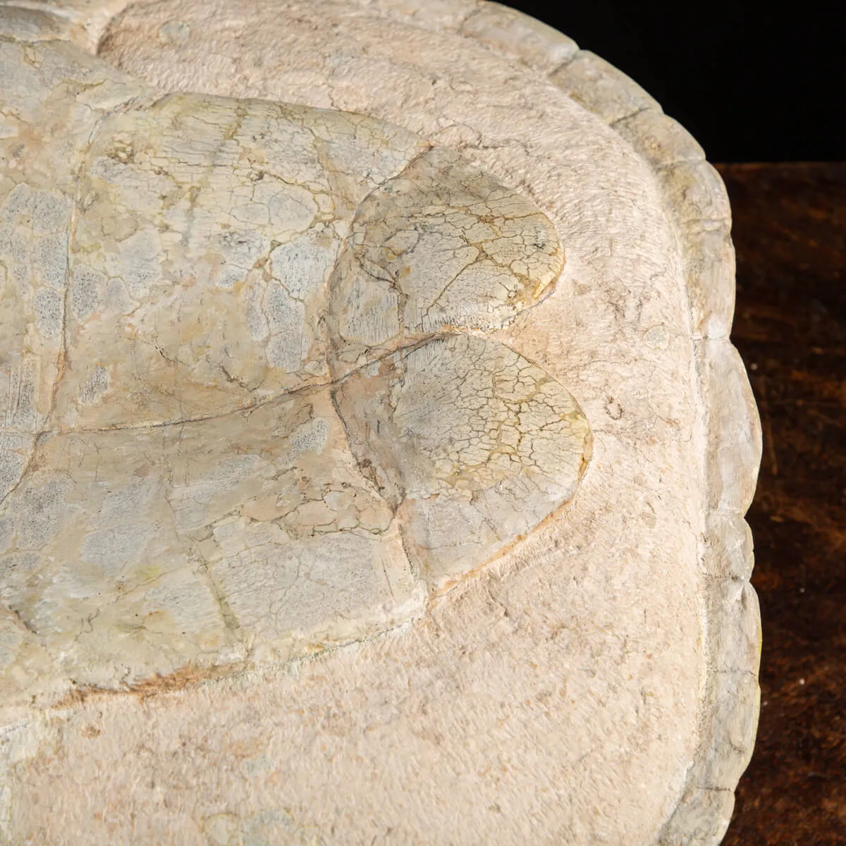 Fossile di Stylemis Nebrascensis