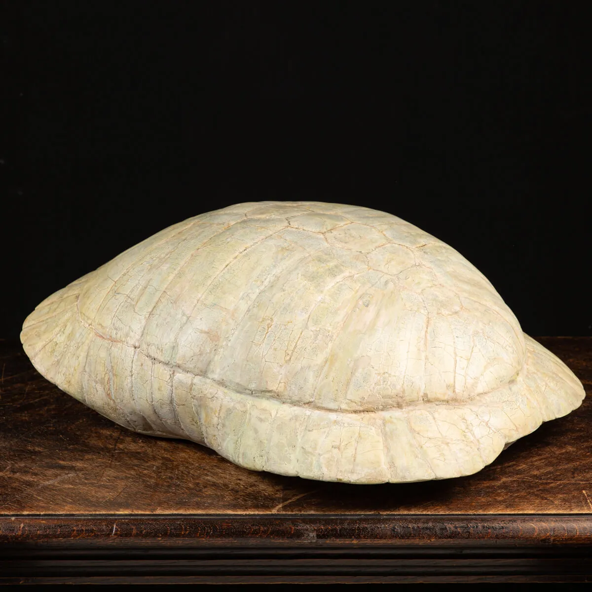 Fossile di Stylemis Nebrascensis