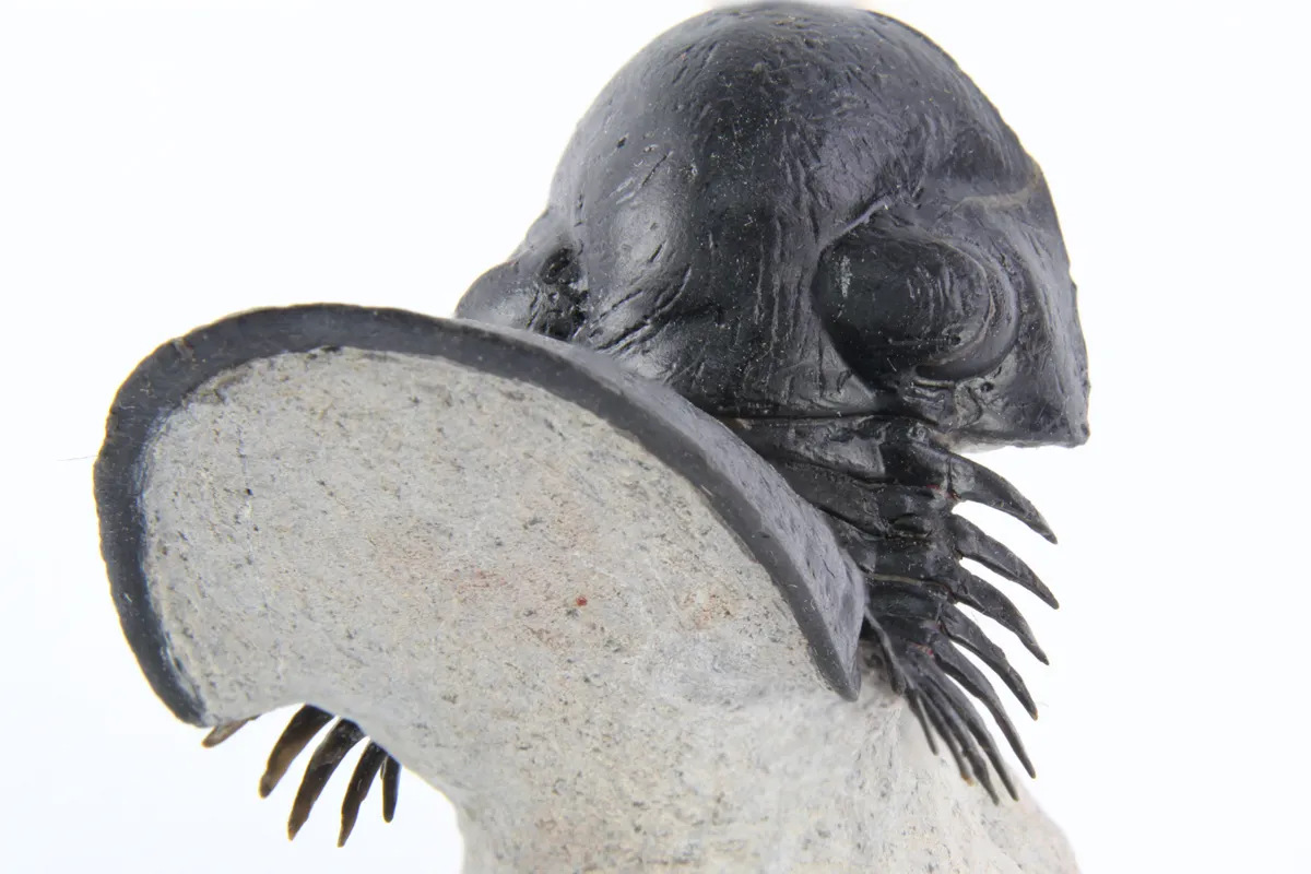 Paralejurus Spatuliformis