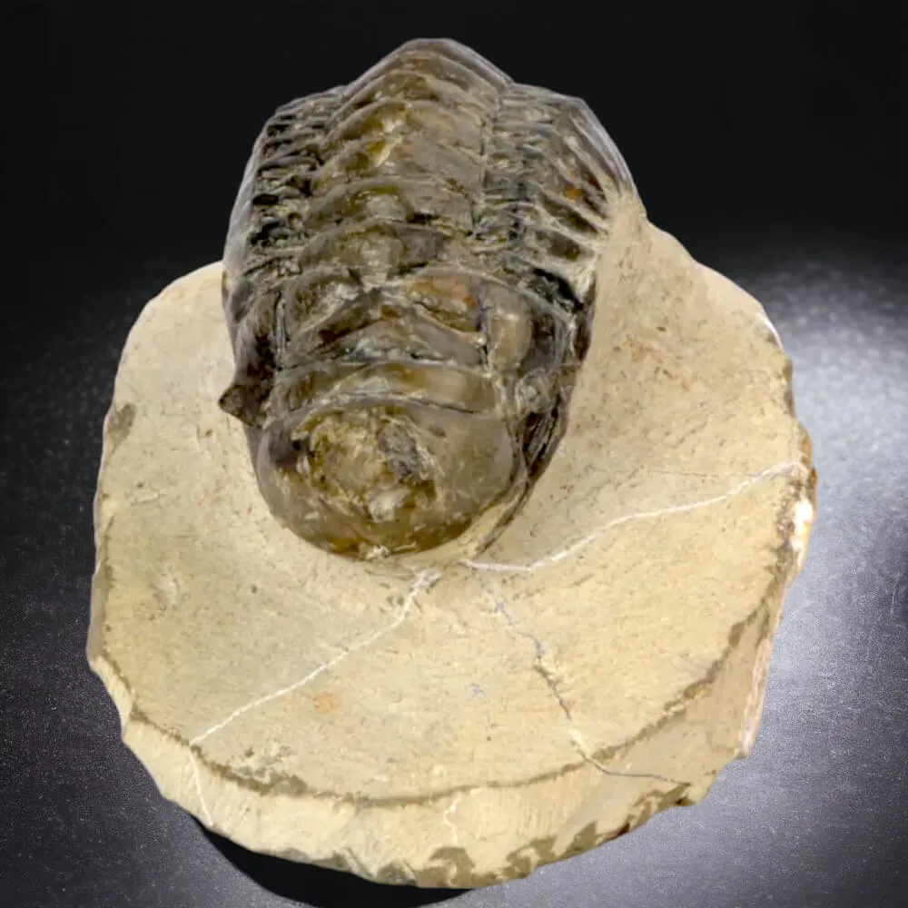 Trilobite fossile specie: Crotalechepalus.