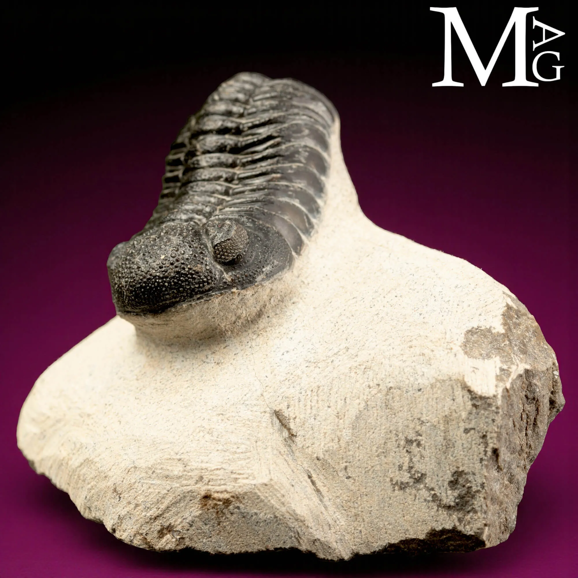 Trilobite Gerastos Granulosus – Devoniano medio