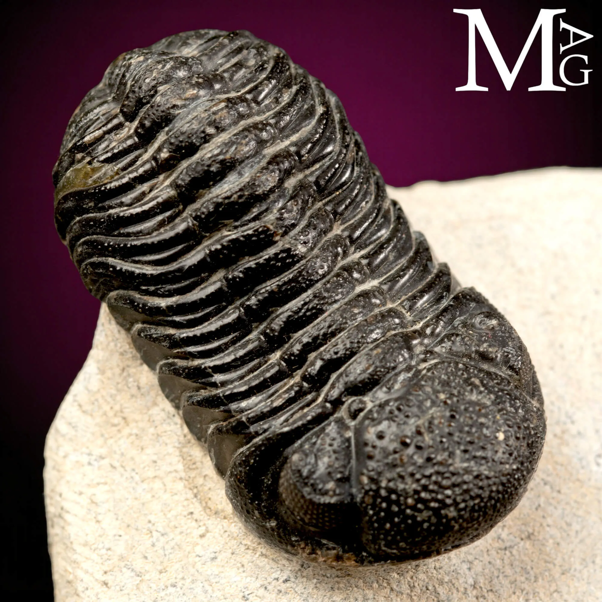 Trilobite Gerastos Granulosus – Devoniano medio