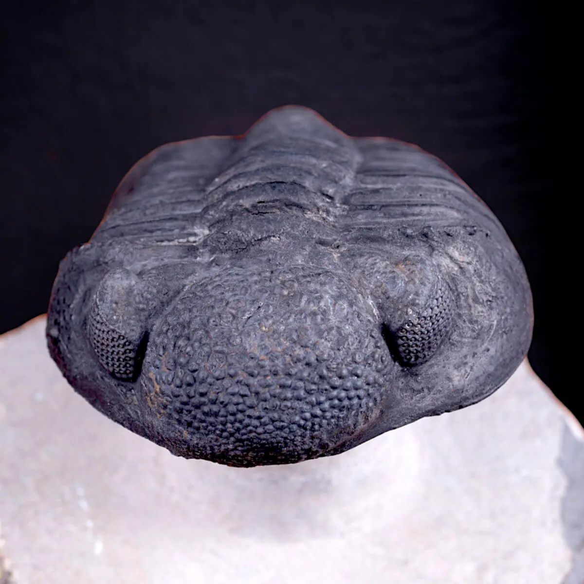 Trilobite Drotops Megalomanicus.
