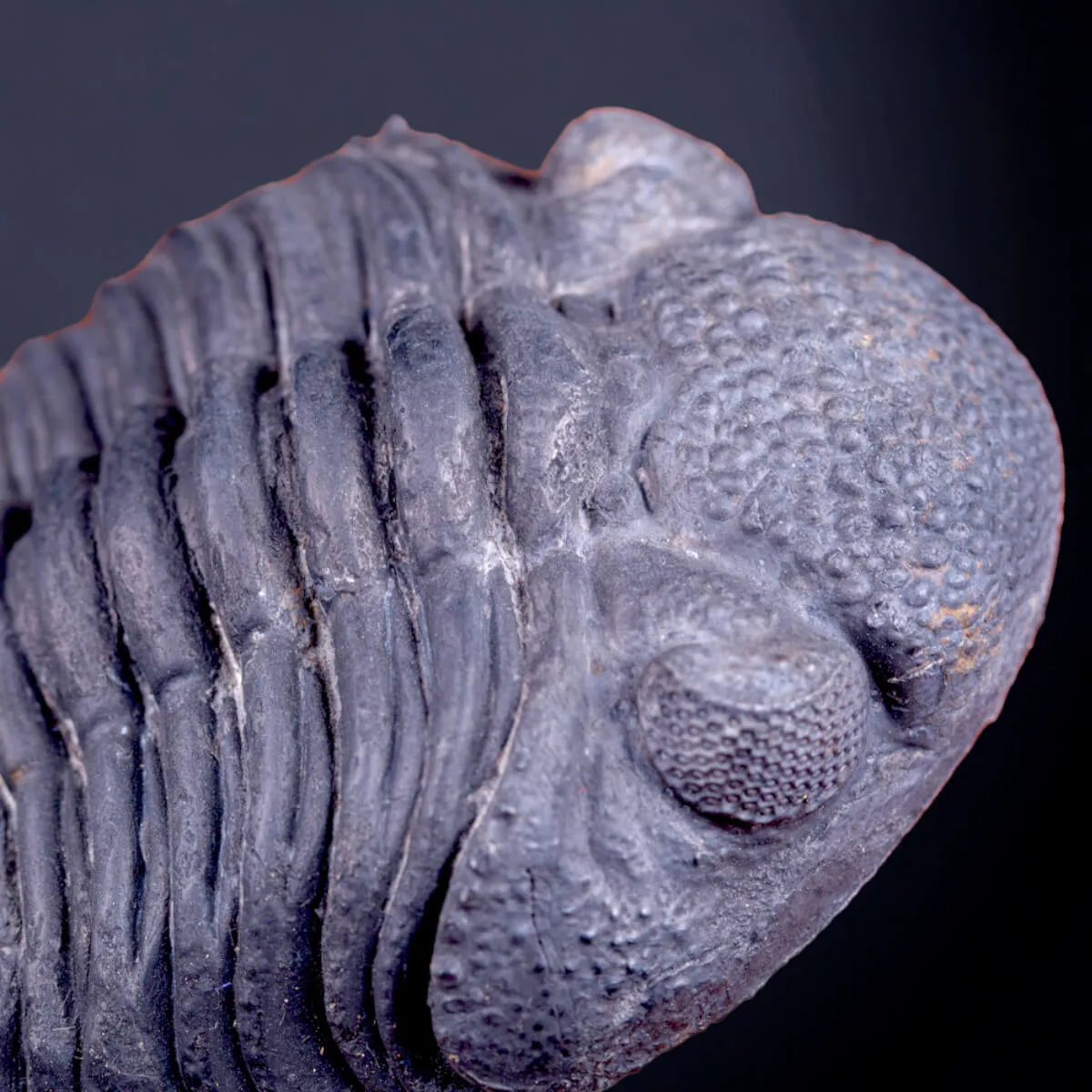 Trilobite Drotops Megalomanicus.