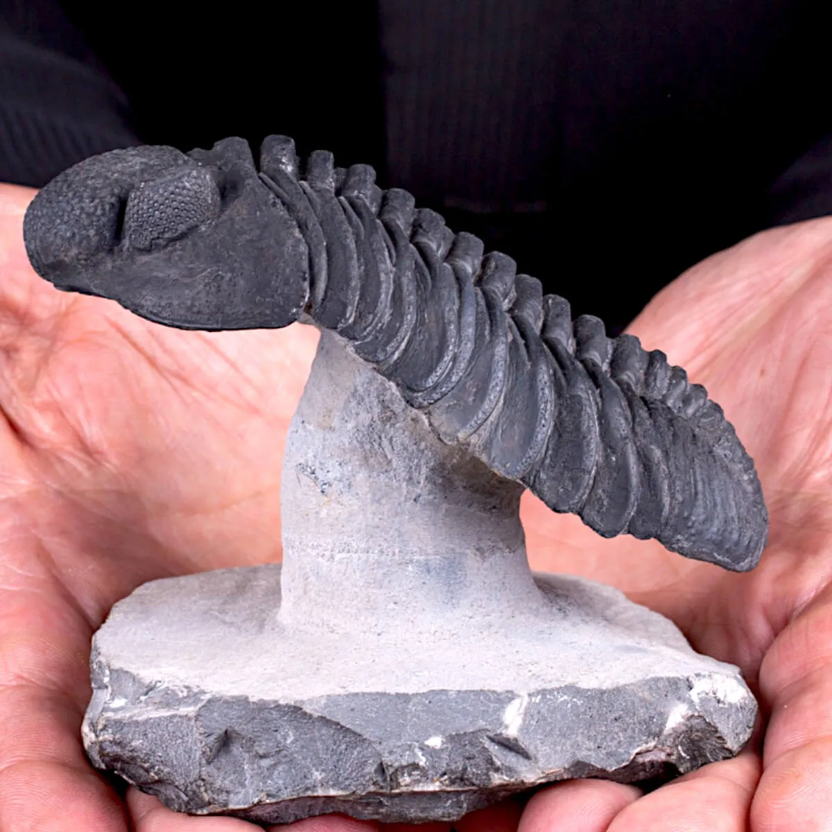 Trilobite Drotops Megalomanicus.