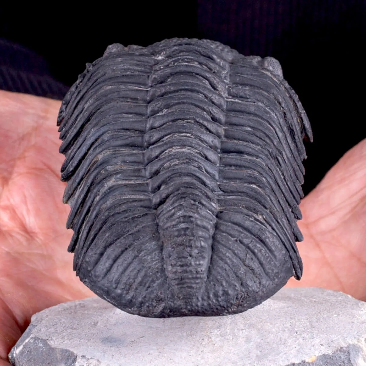 Trilobite Drotops Megalomanicus.