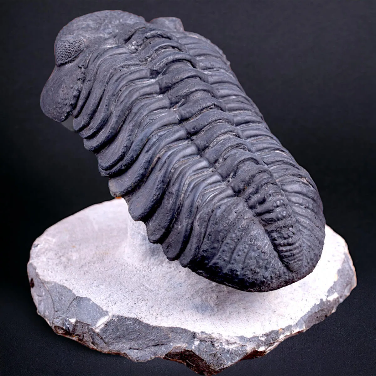 Trilobite Drotops Megalomanicus.