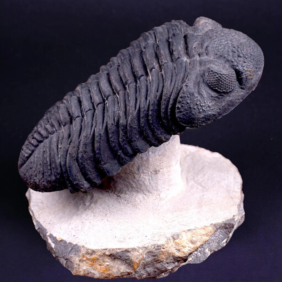 Trilobite Drotops Megalomanicus.