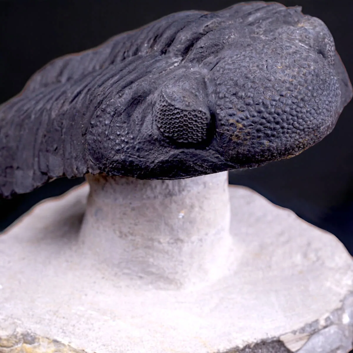 Trilobite Drotops Megalomanicus.