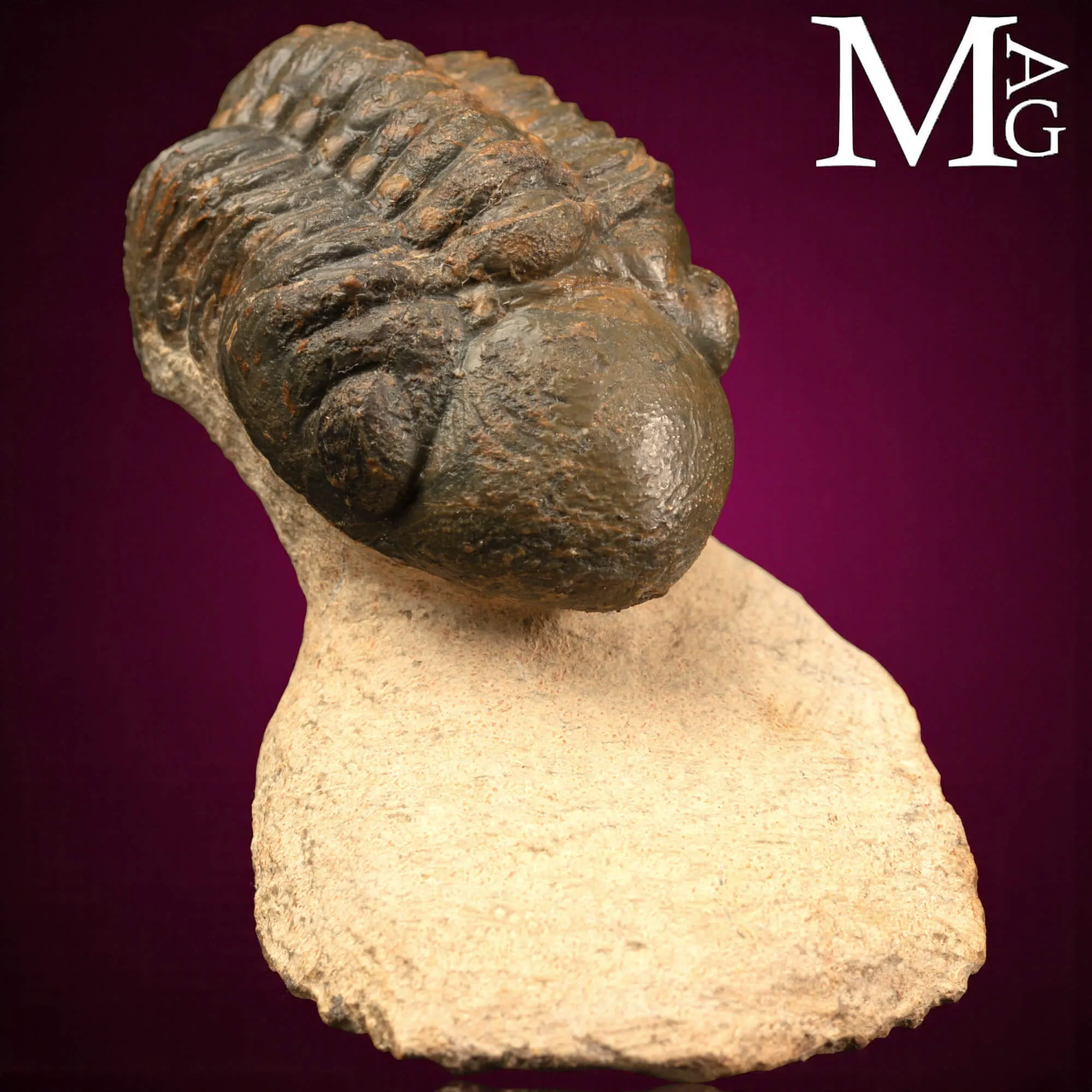 Trilobite Barrandeops Ovatus –  Marocco
