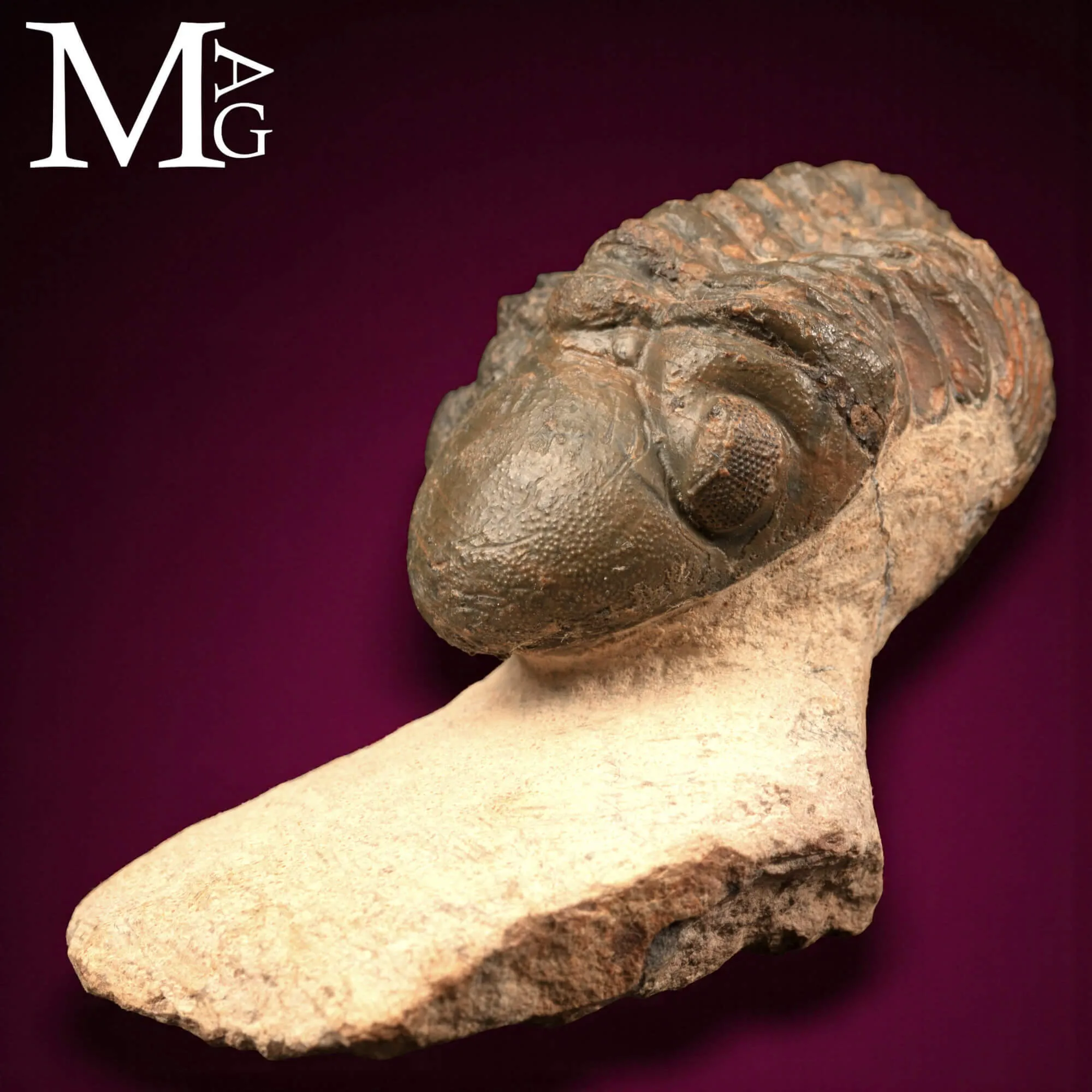 Trilobite Barrandeops Ovatus –  Marocco