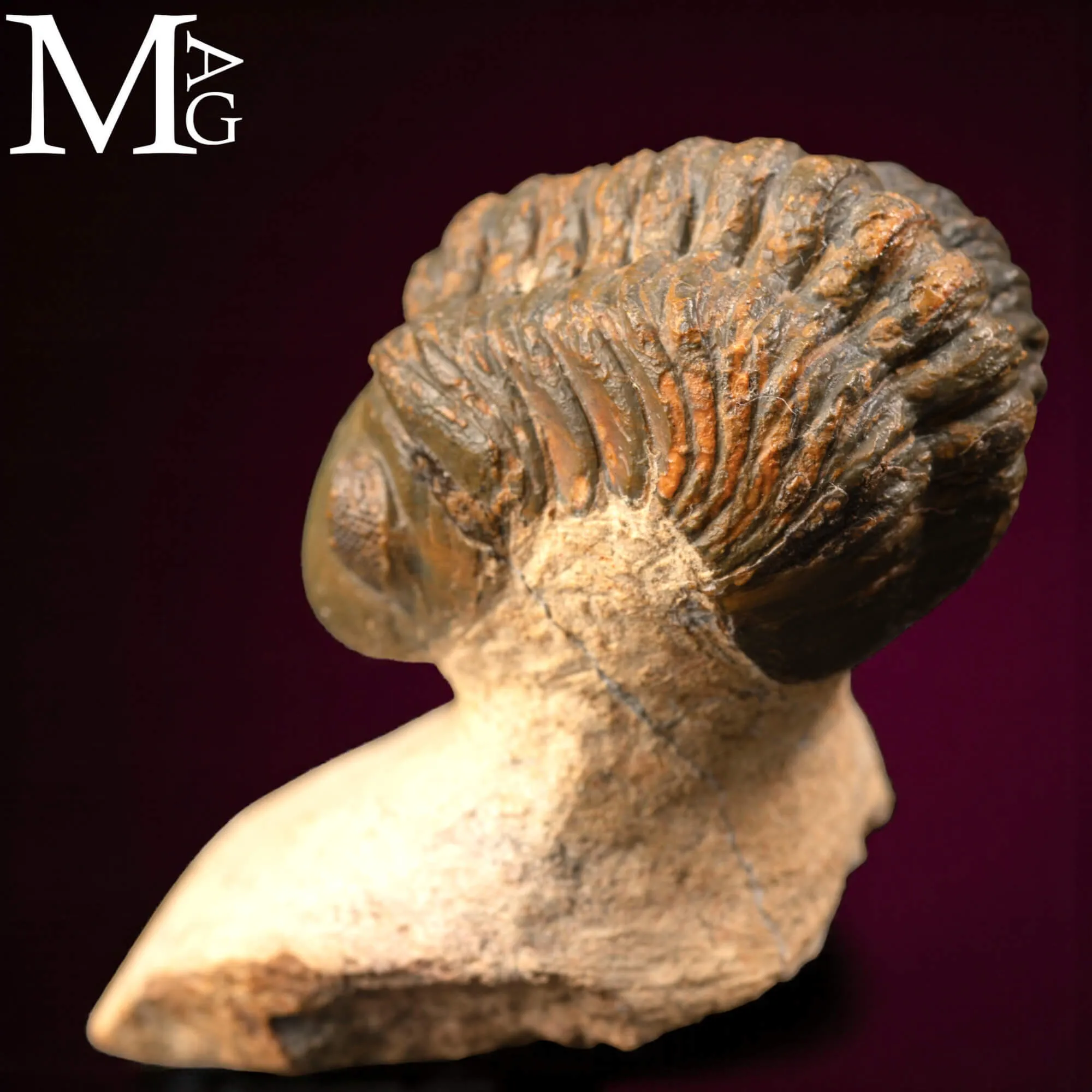 Trilobite Barrandeops Ovatus –  Marocco