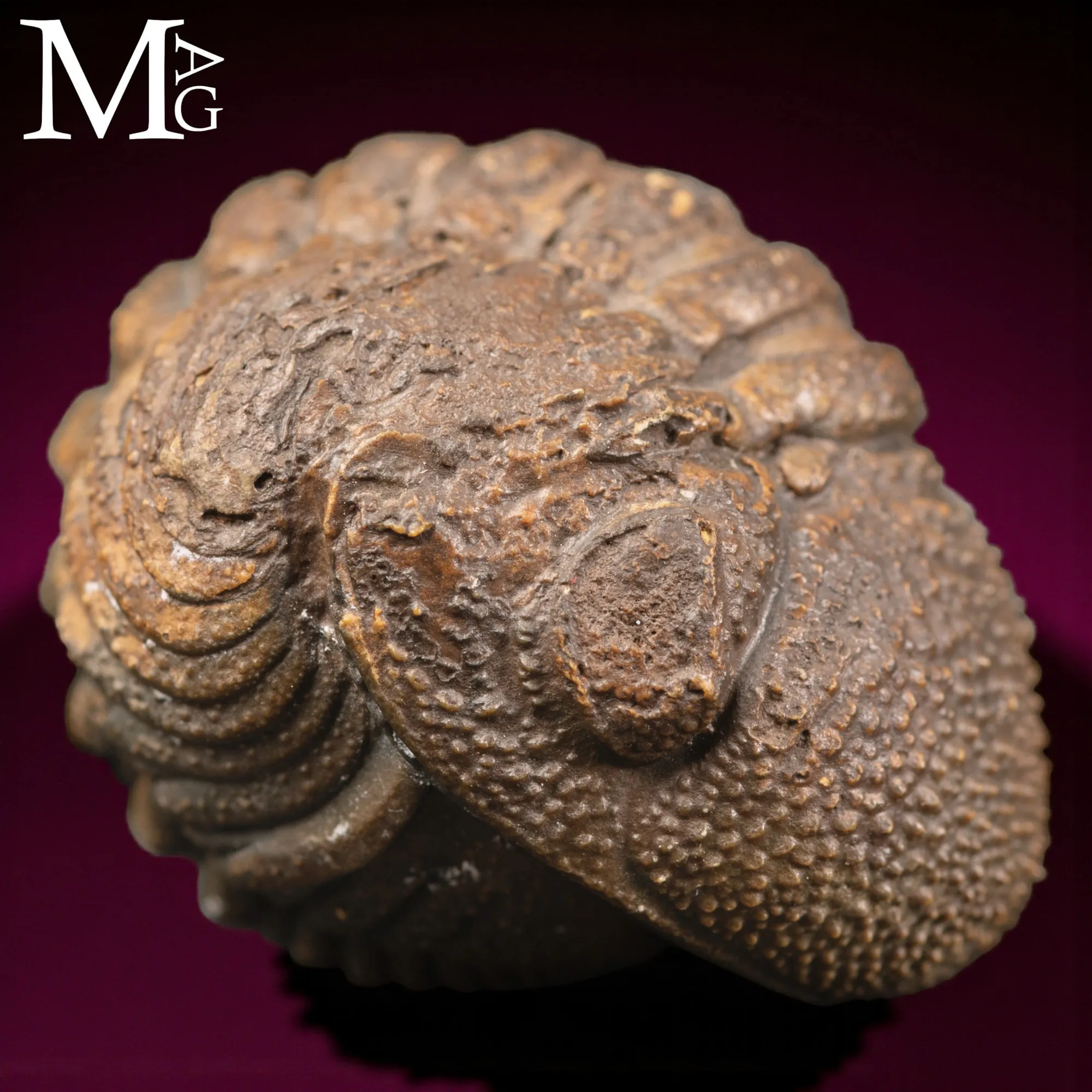 Trilobite Gerastos Granulosus – Enrollment