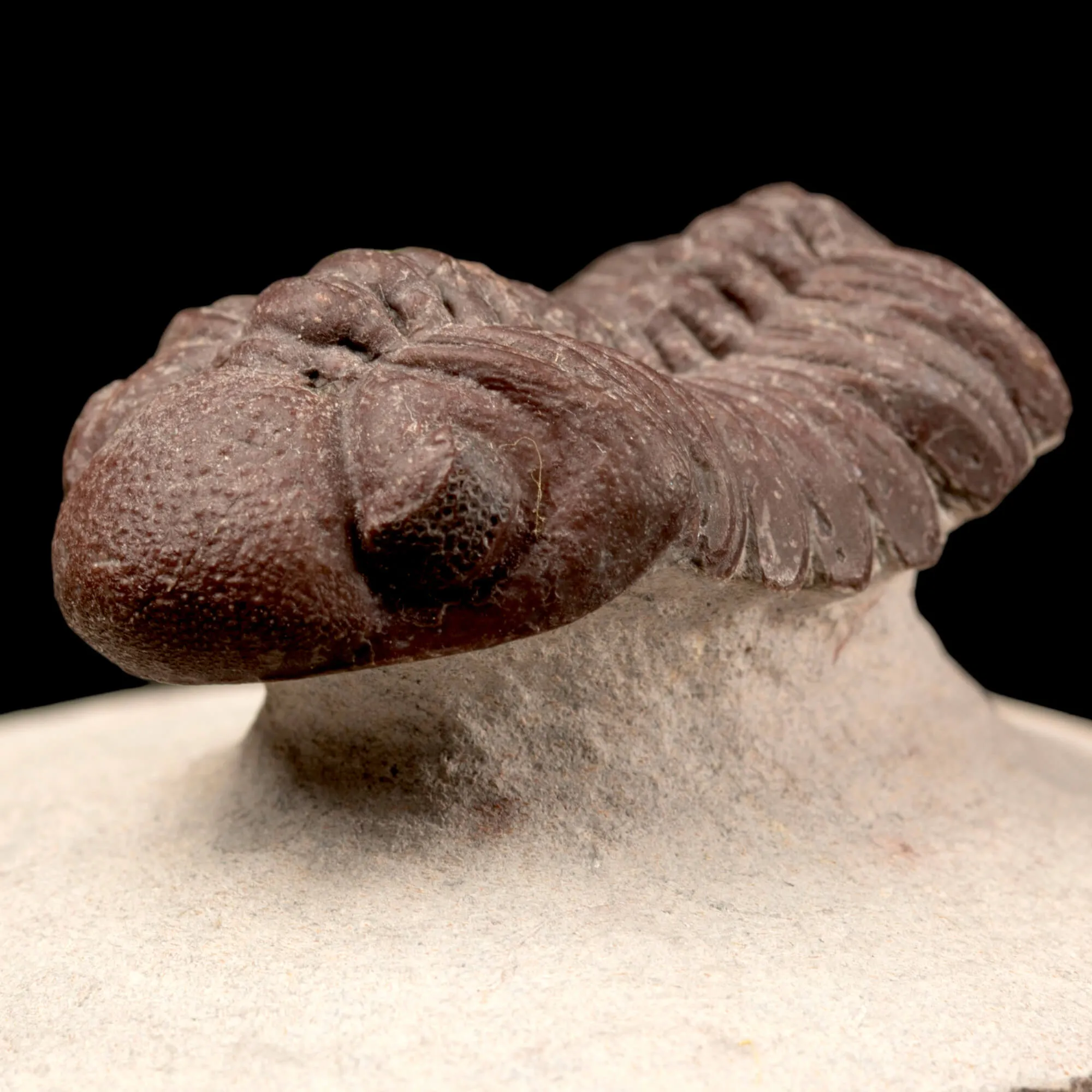 Raro Barrandeops Granulops – Trilobite rosso.