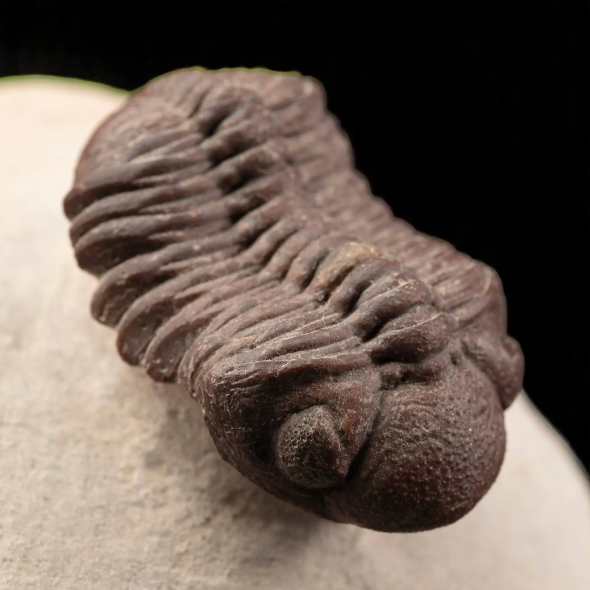 Raro Barrandeops Granulops – Trilobite rosso.