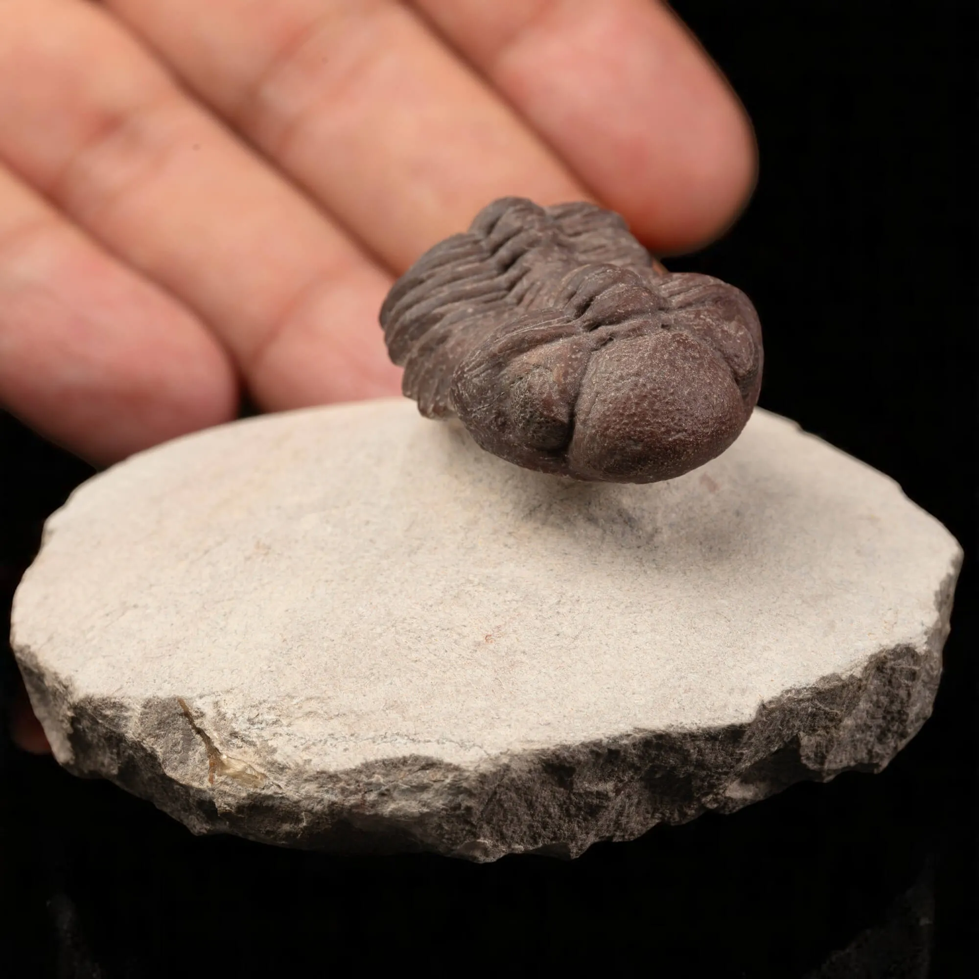 Raro Barrandeops Granulops – Trilobite rosso.