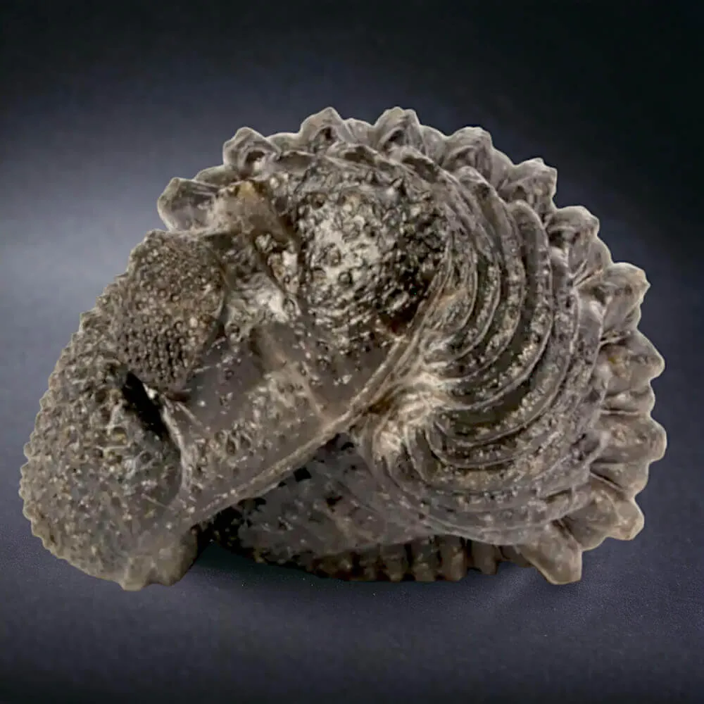 Fossile di Drotops Megalomanicus.