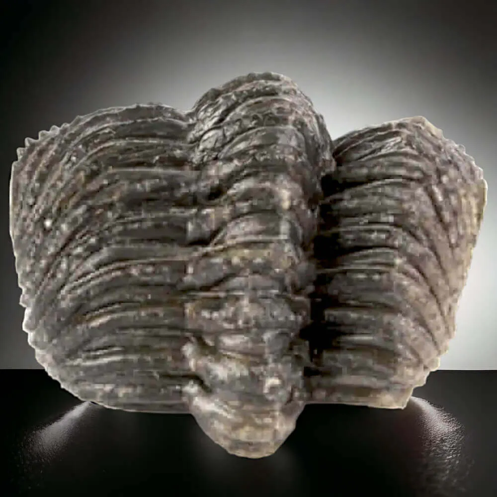 Fossile di Drotops Megalomanicus.
