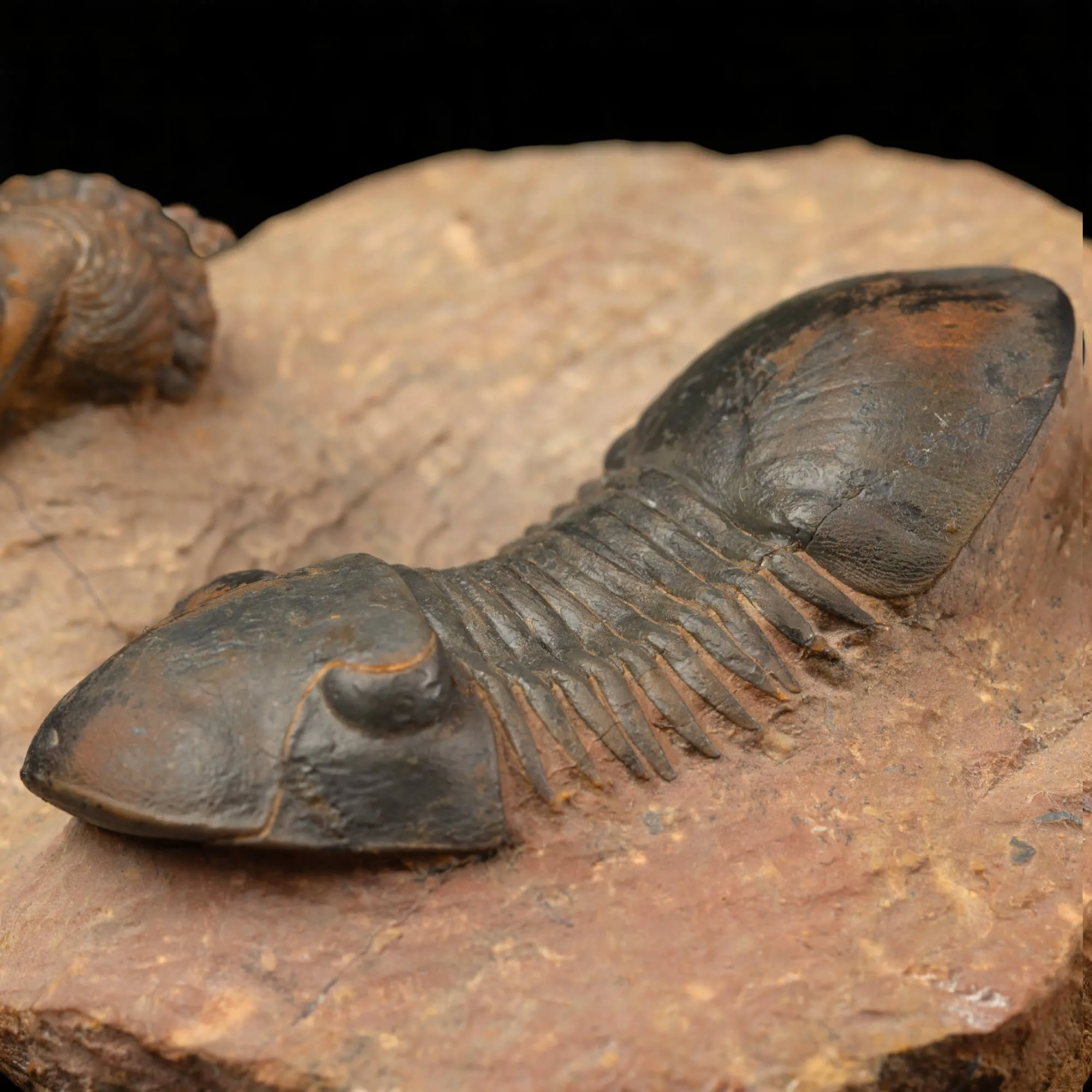 Trilobiti Paralejurus sp. e Reedops sp.