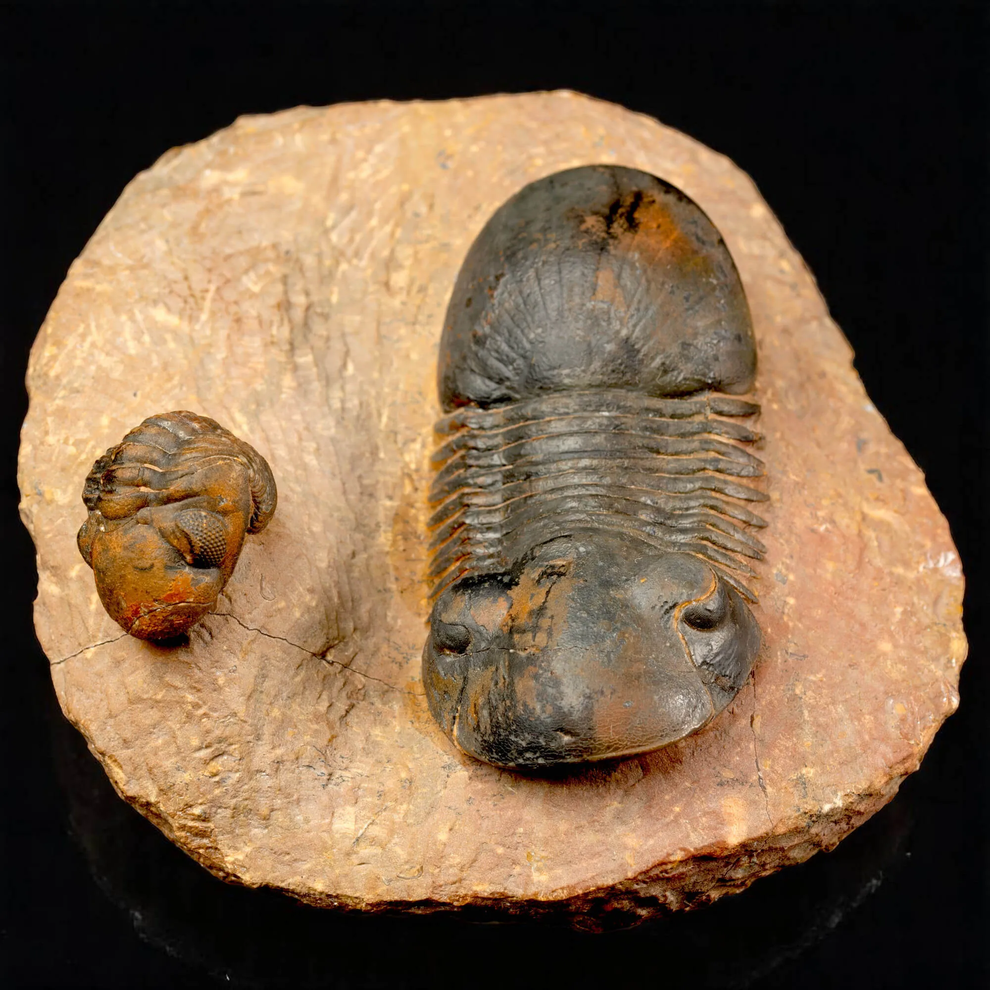 Trilobiti Paralejurus sp. e Reedops sp.