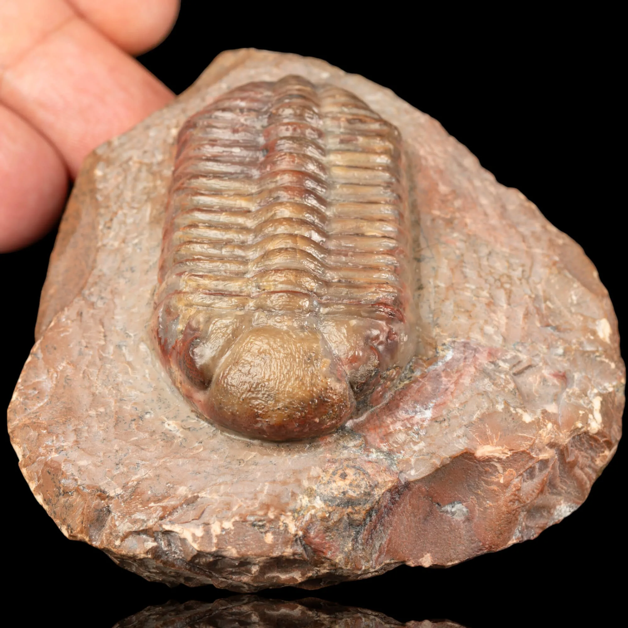 Trilobite fossile Austerops sp. – Devoniano medio, Marocco
