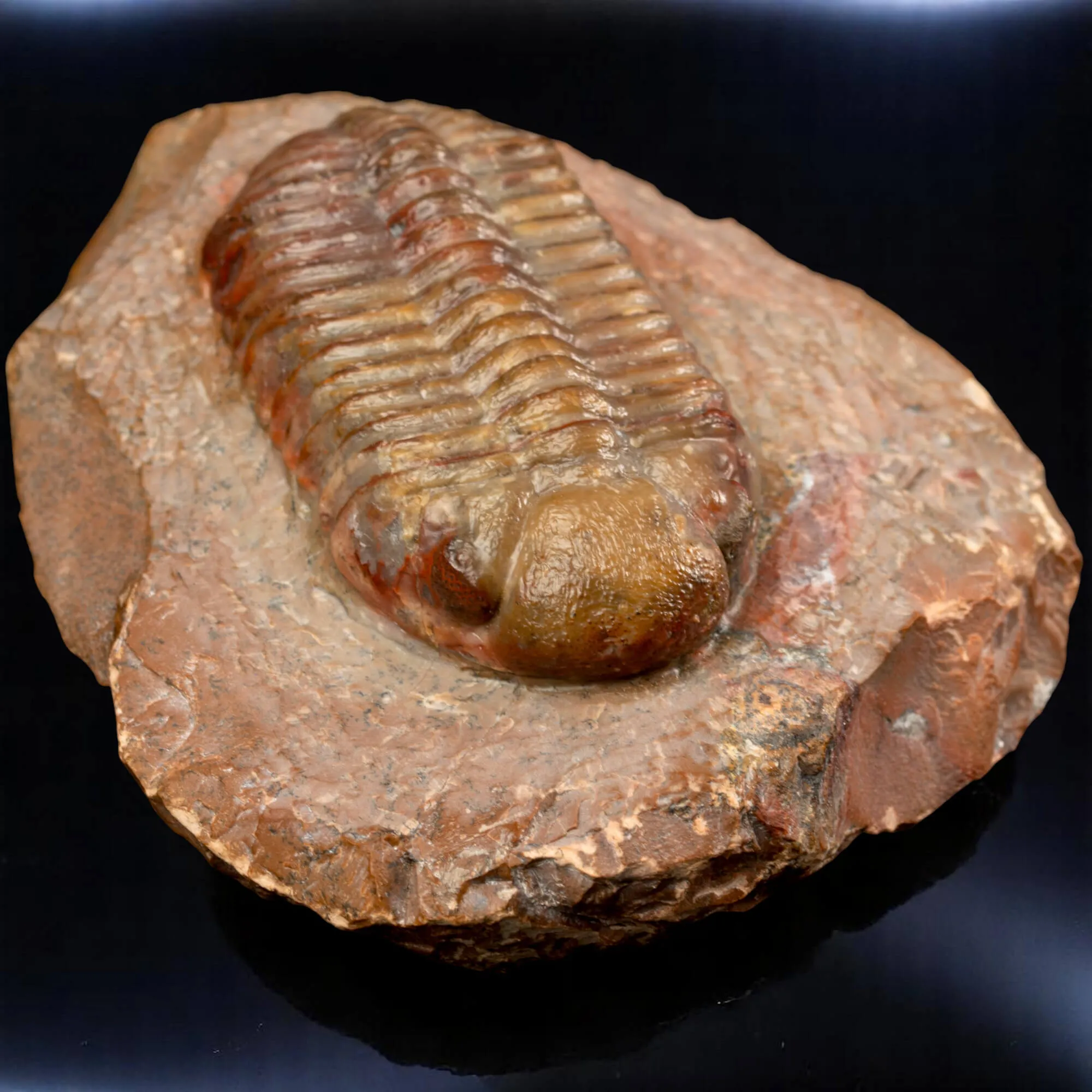 Trilobite fossile Austerops sp. – Devoniano medio, Marocco