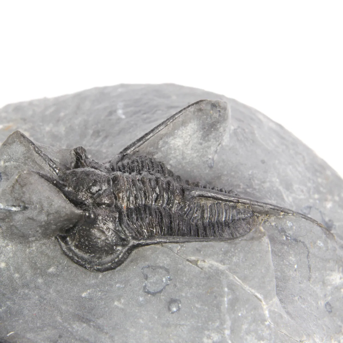 Cyphaspis Walteri Sp