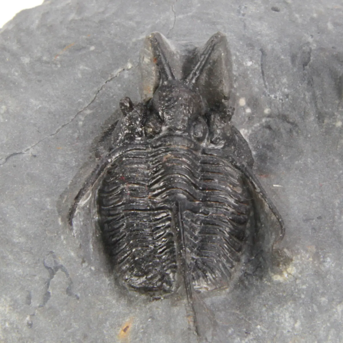 Cyphaspis Walteri Sp