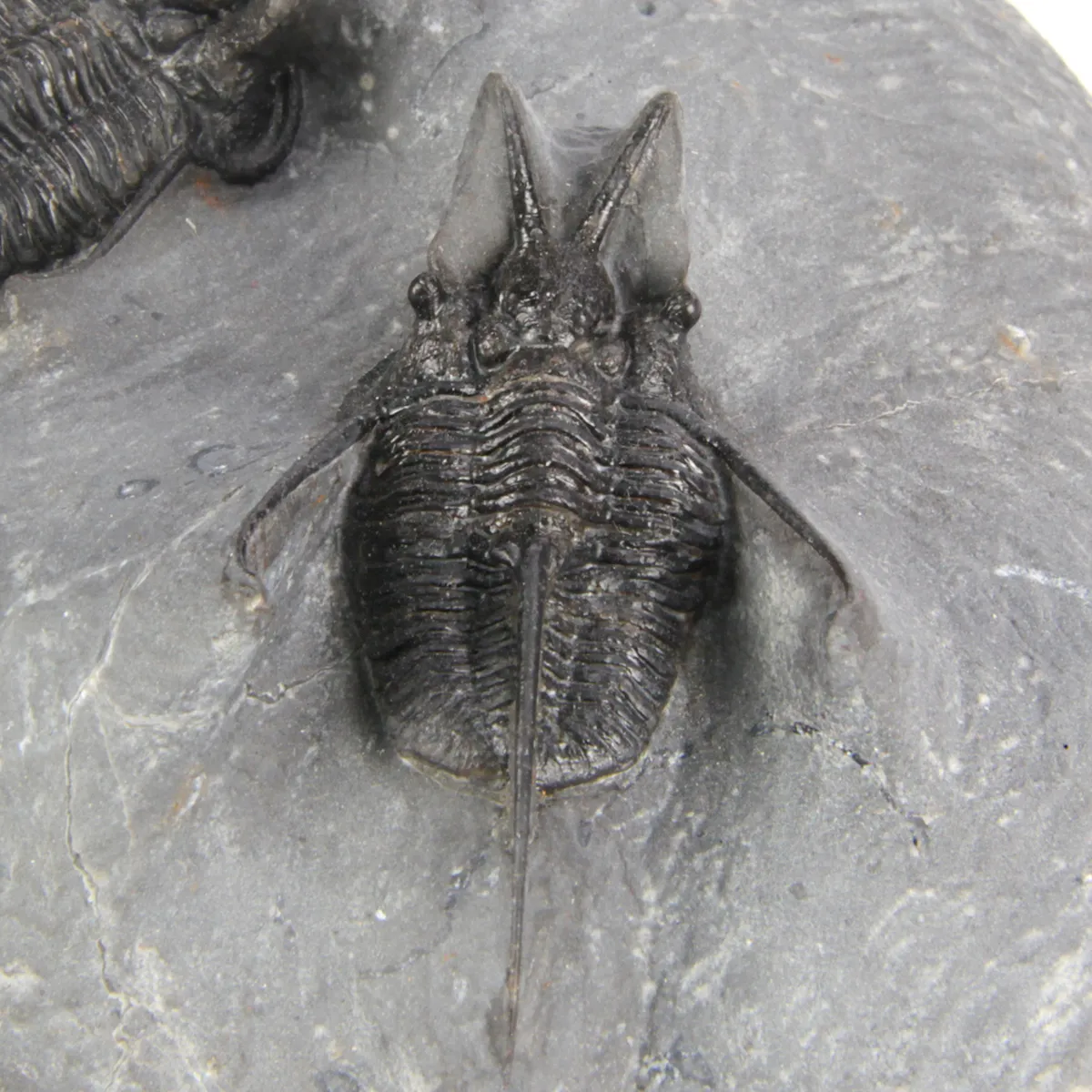 Cyphaspis Walteri Sp