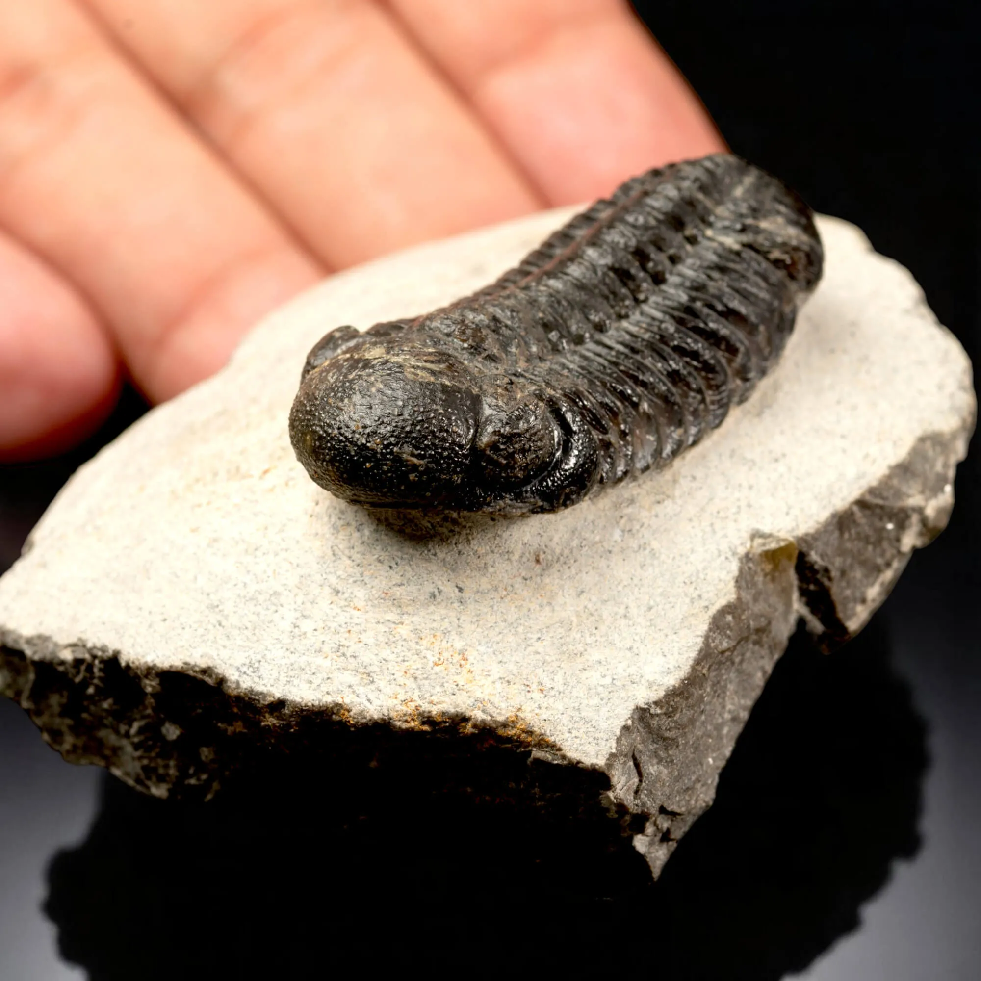 Trilobite Fossile  Phacops Rana – Devoniano, Marocco