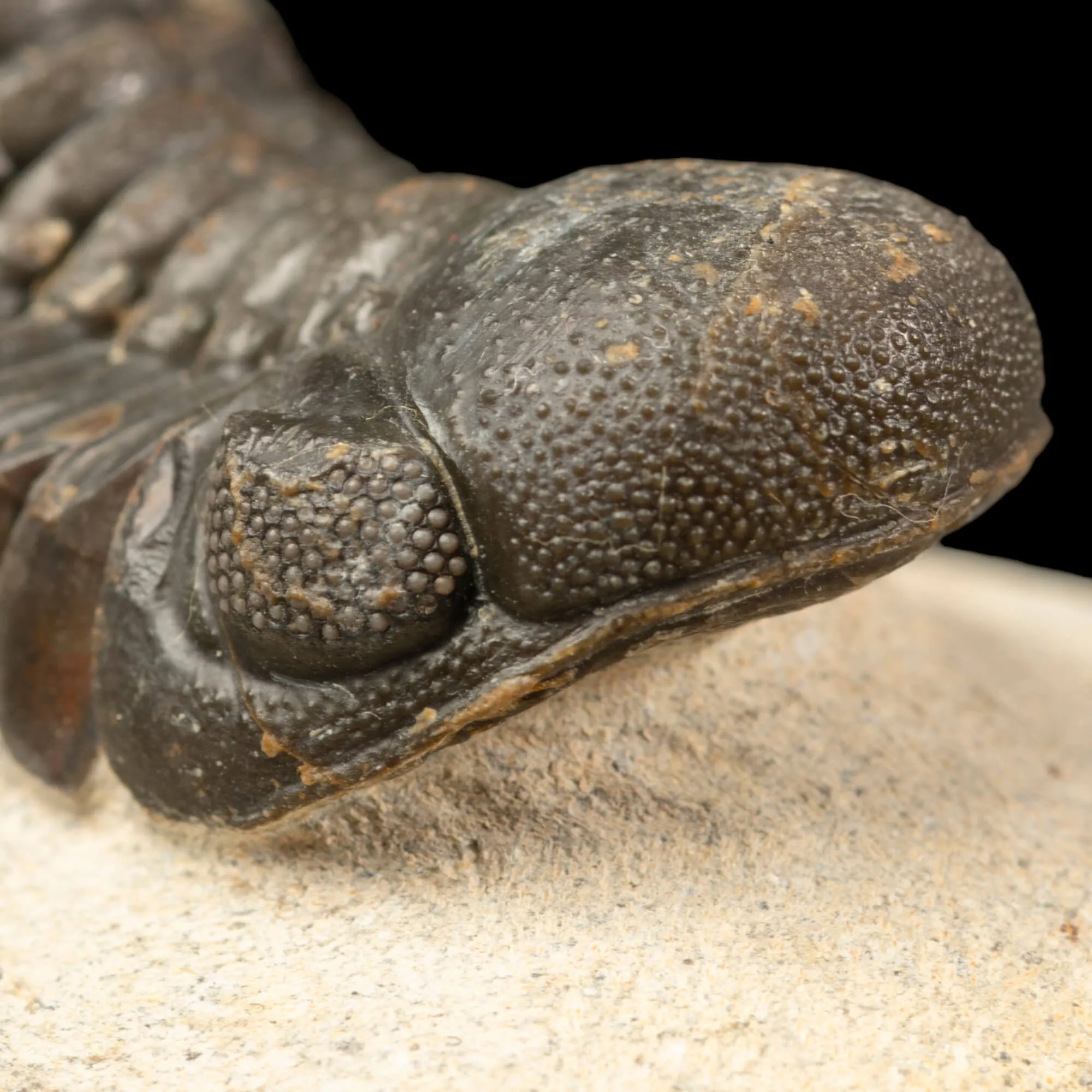 Trilobite Gerastos Granulosus – Fossile Devoniano.