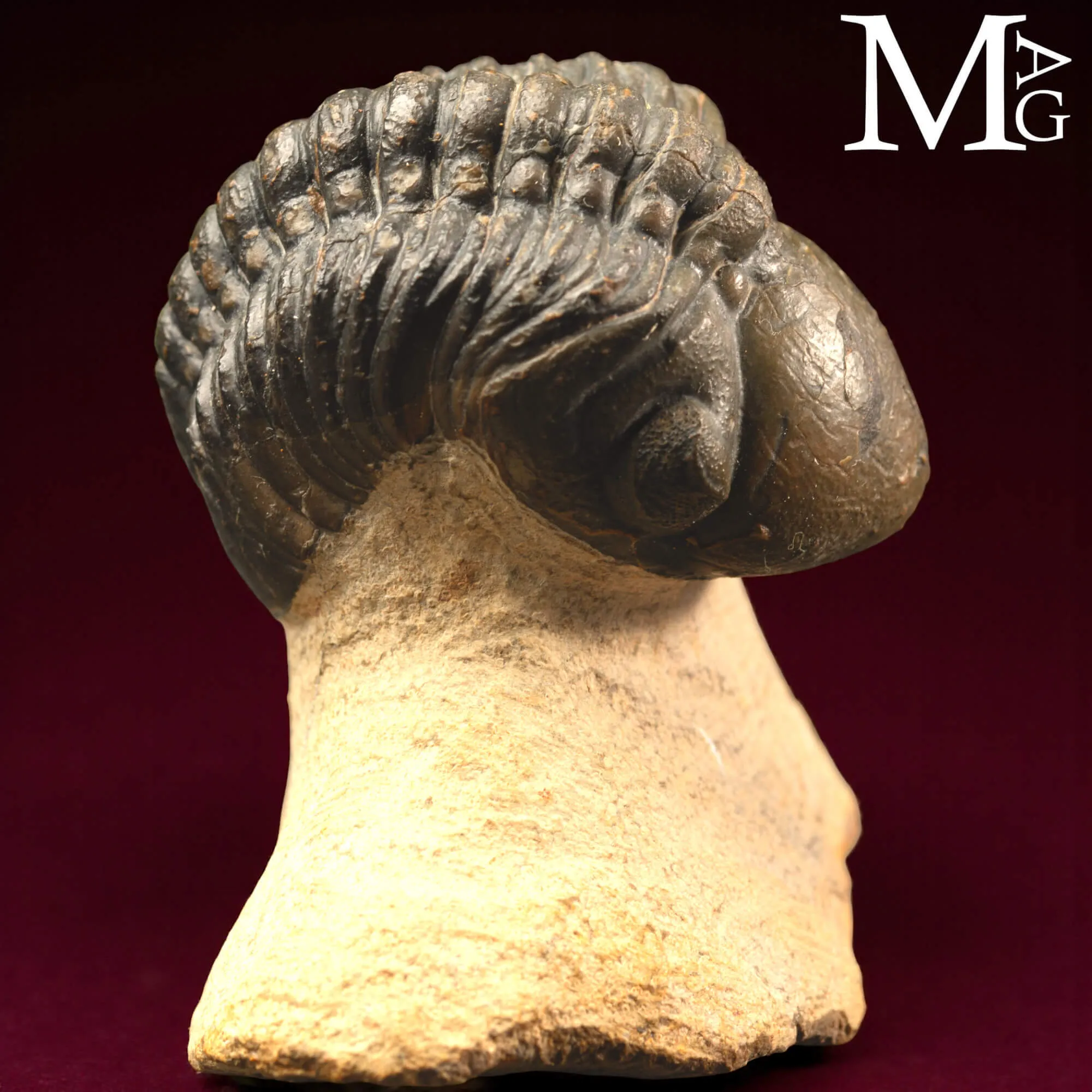 Trilobite Barrandeops Ovatus – Devoniano