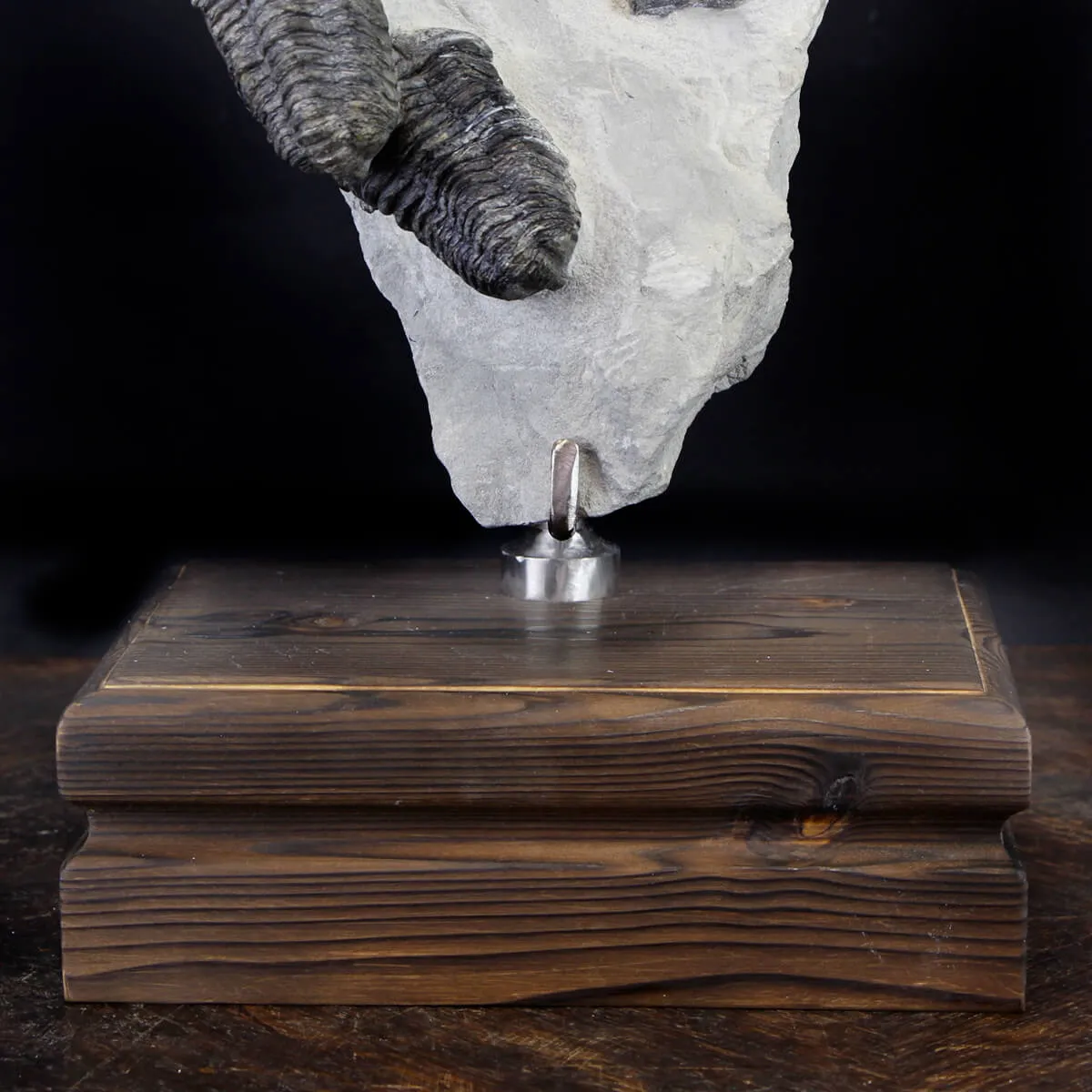 Trilobite Fossil