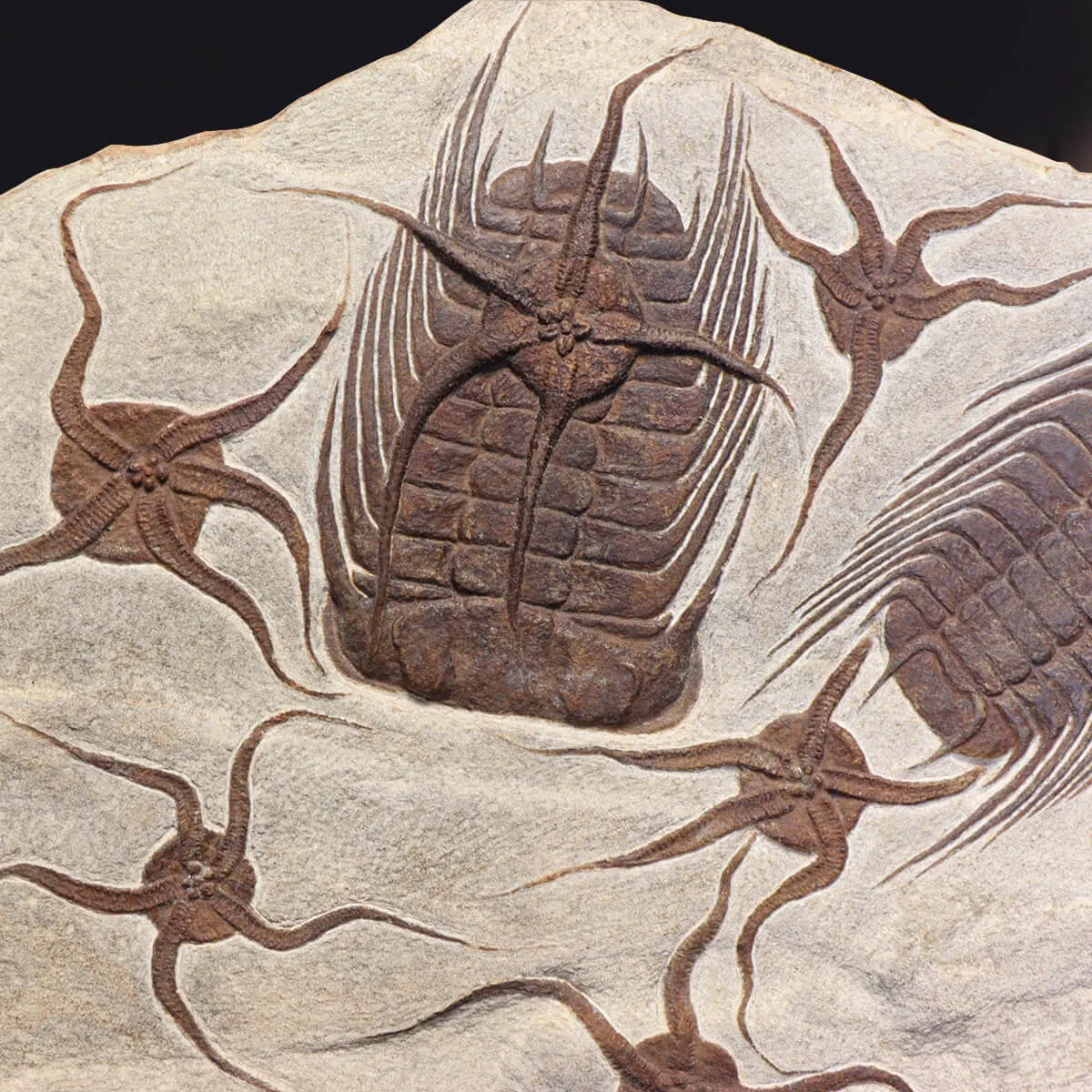 Trilobite Selenopeltis e Ophiura
