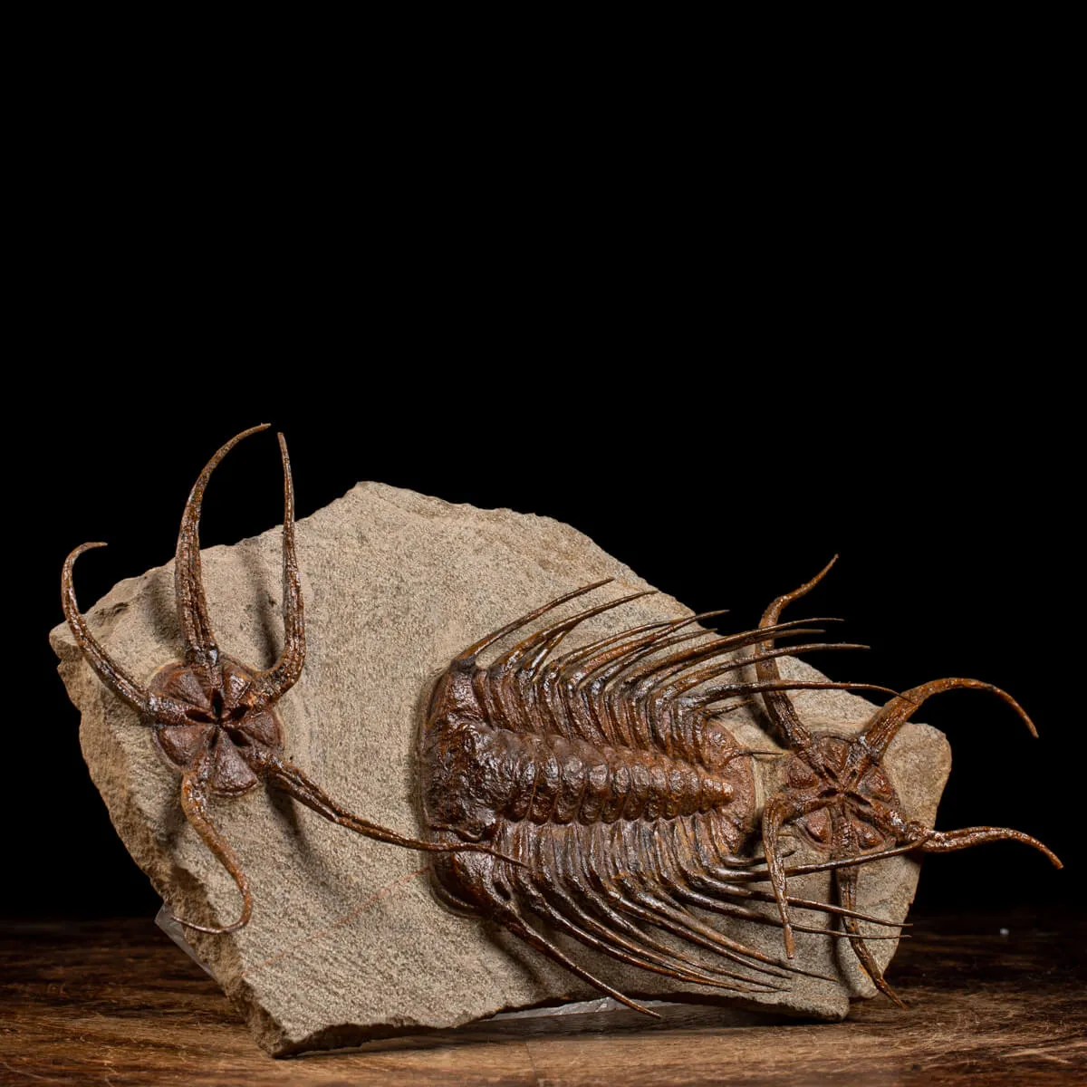 Trilobite Selenopeltis e Ophiura