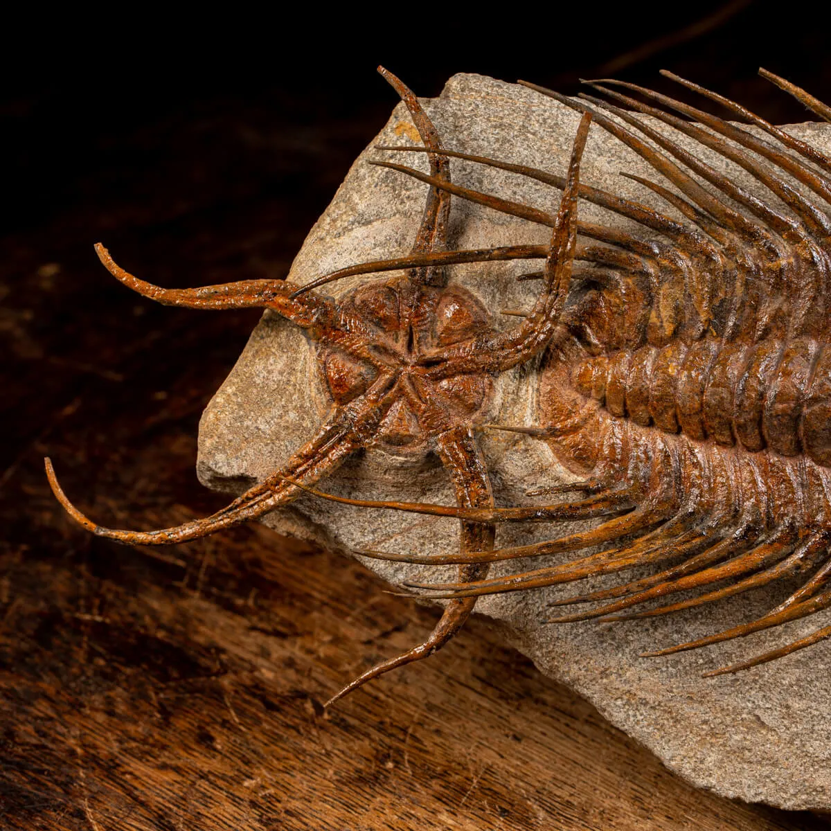 Trilobite Selenopeltis e Ophiura