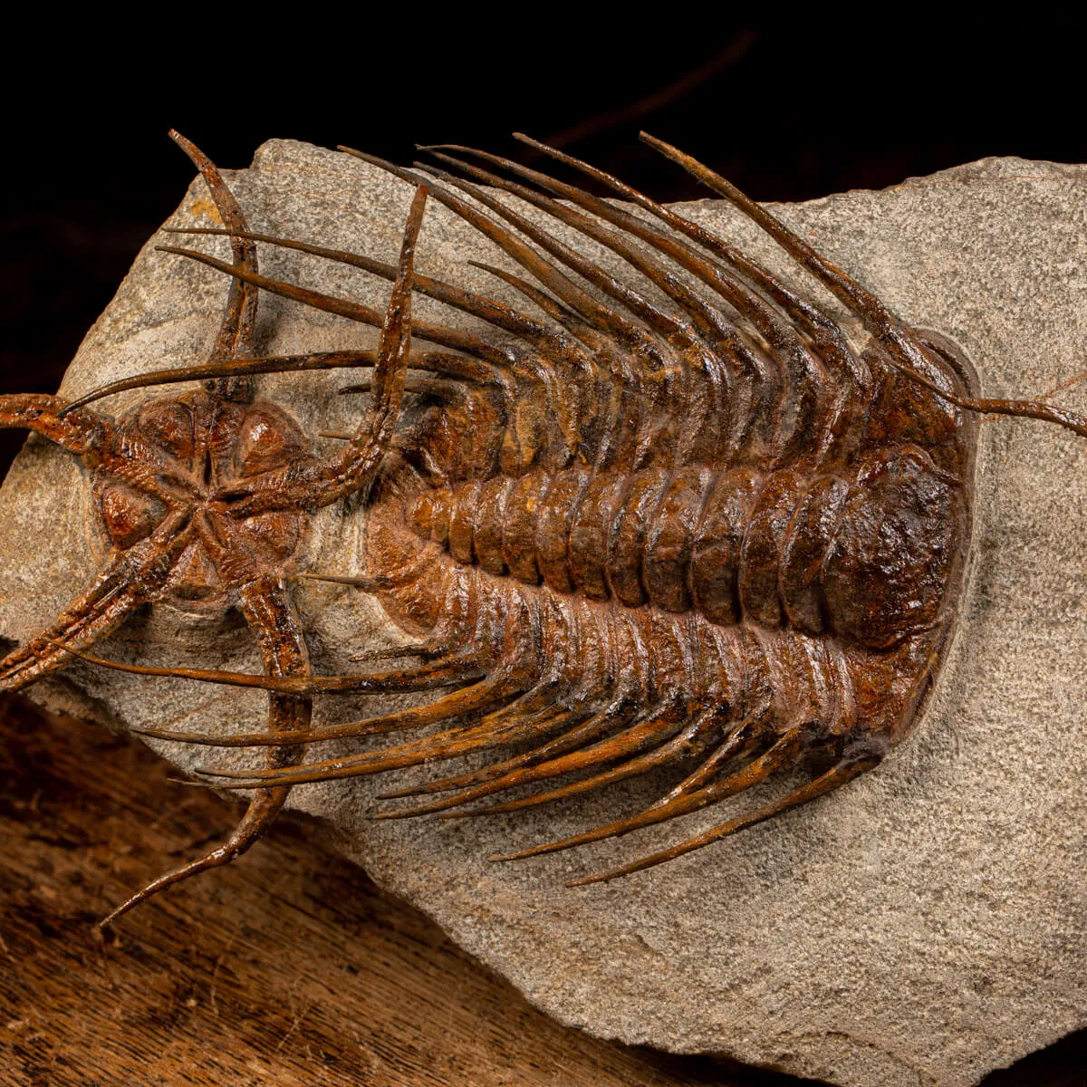Trilobite Selenopeltis e Ophiura