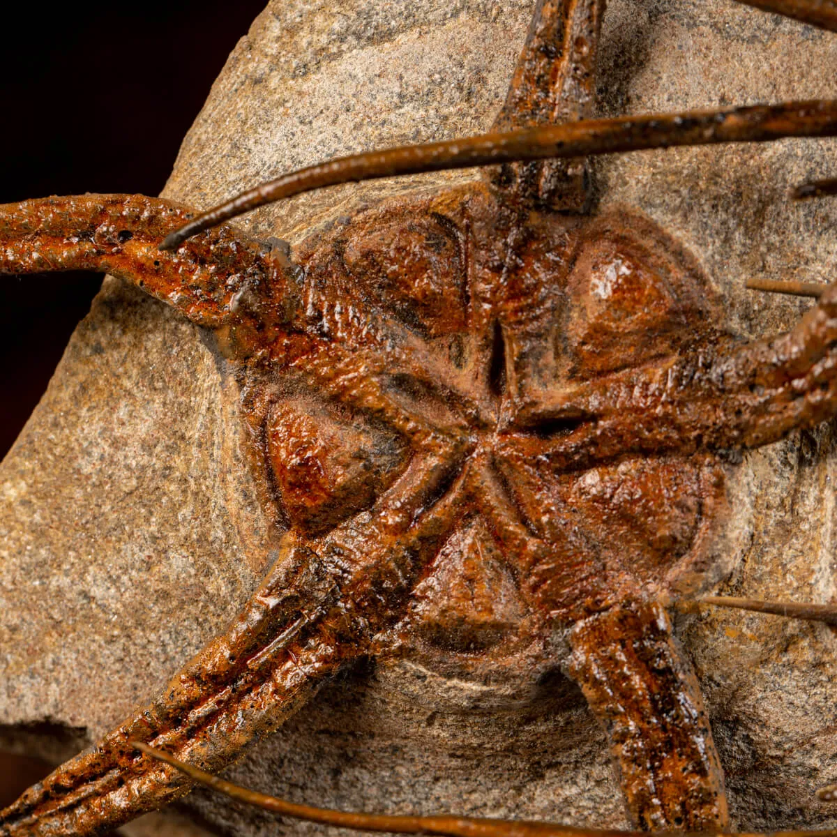 Trilobite Selenopeltis e Ophiura