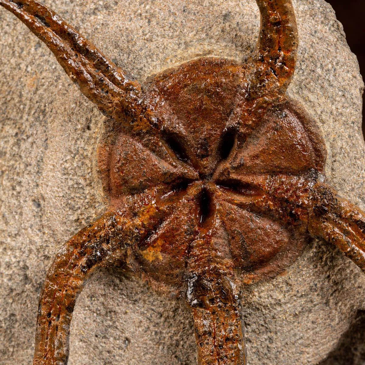 Trilobite Selenopeltis e Ophiura