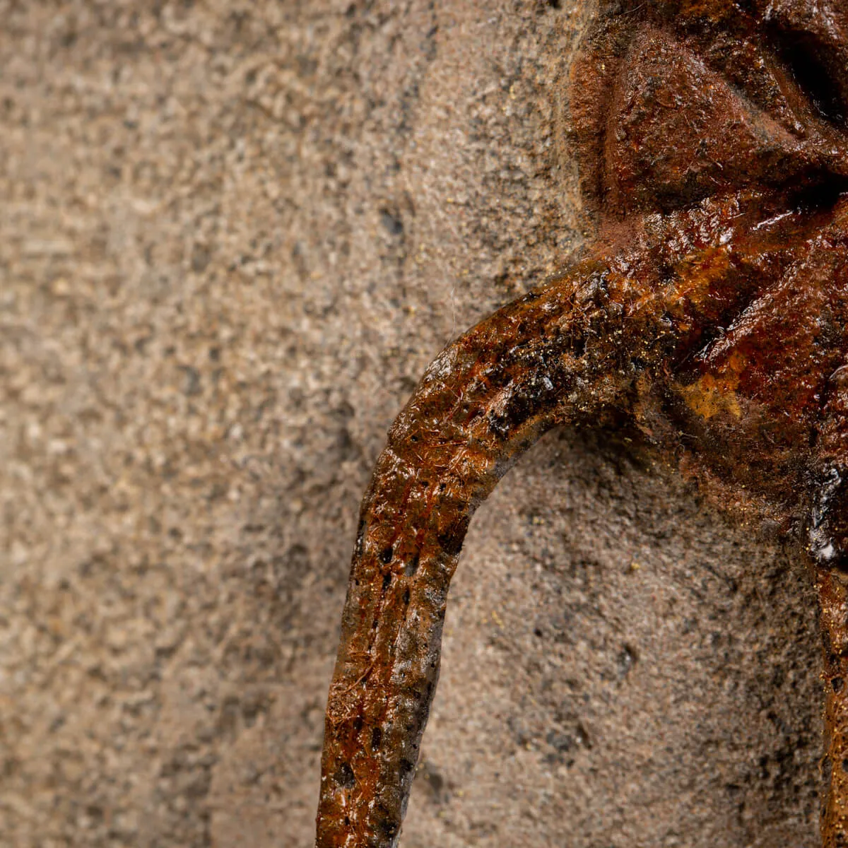 Trilobite Selenopeltis e Ophiura